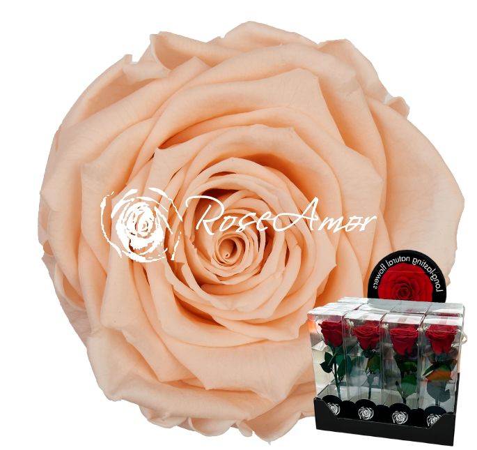 ROSA STABILIZZATA 1 PZ S D.3,5 CM