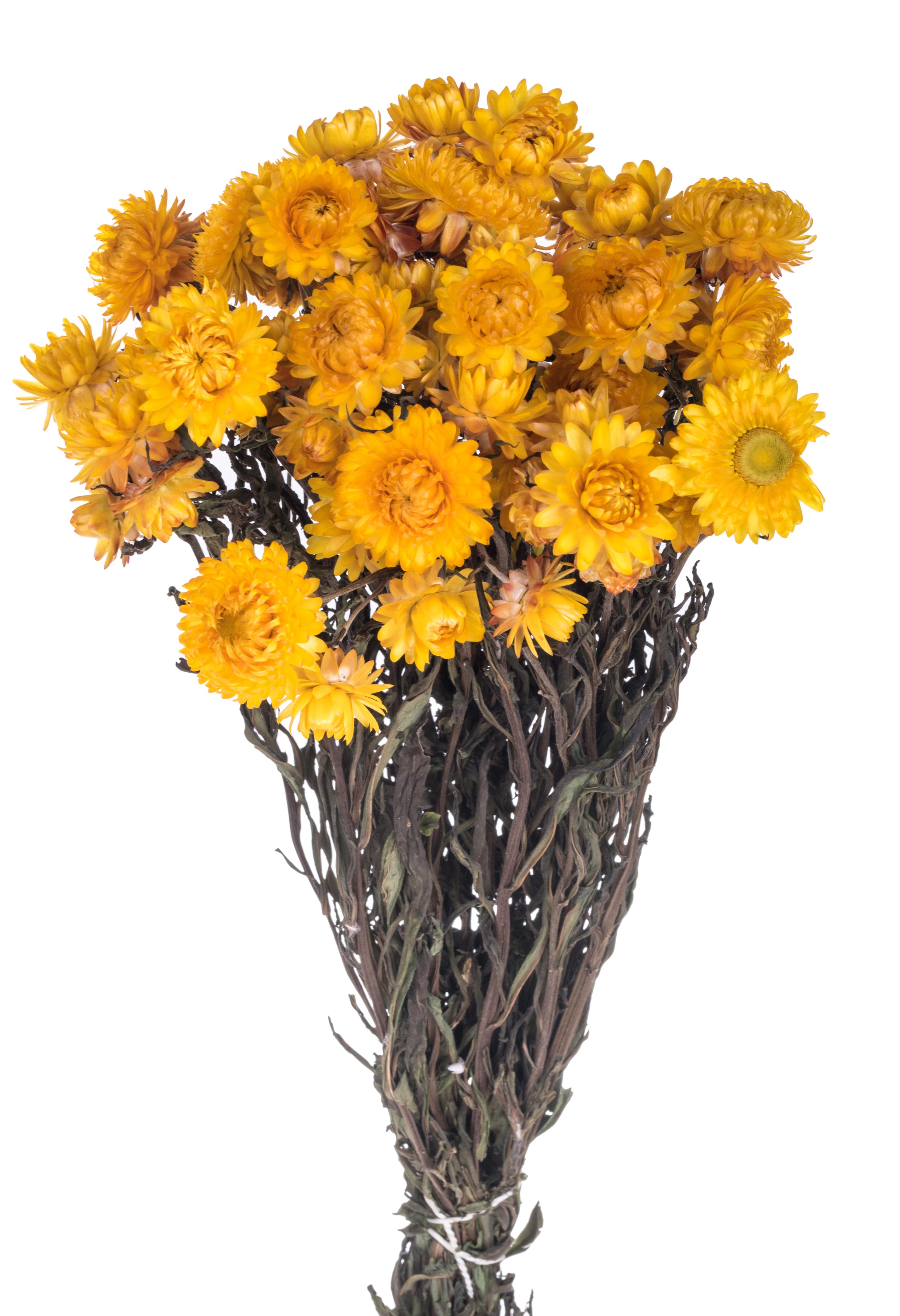 NATURAL PRODUCTS DRIED FLOWERS AND ERBS, FLOWERS, FRUITS AND NATURAL PROTEES, HELICHRYSUM MAZZO NAT.40 CM NO SACCO