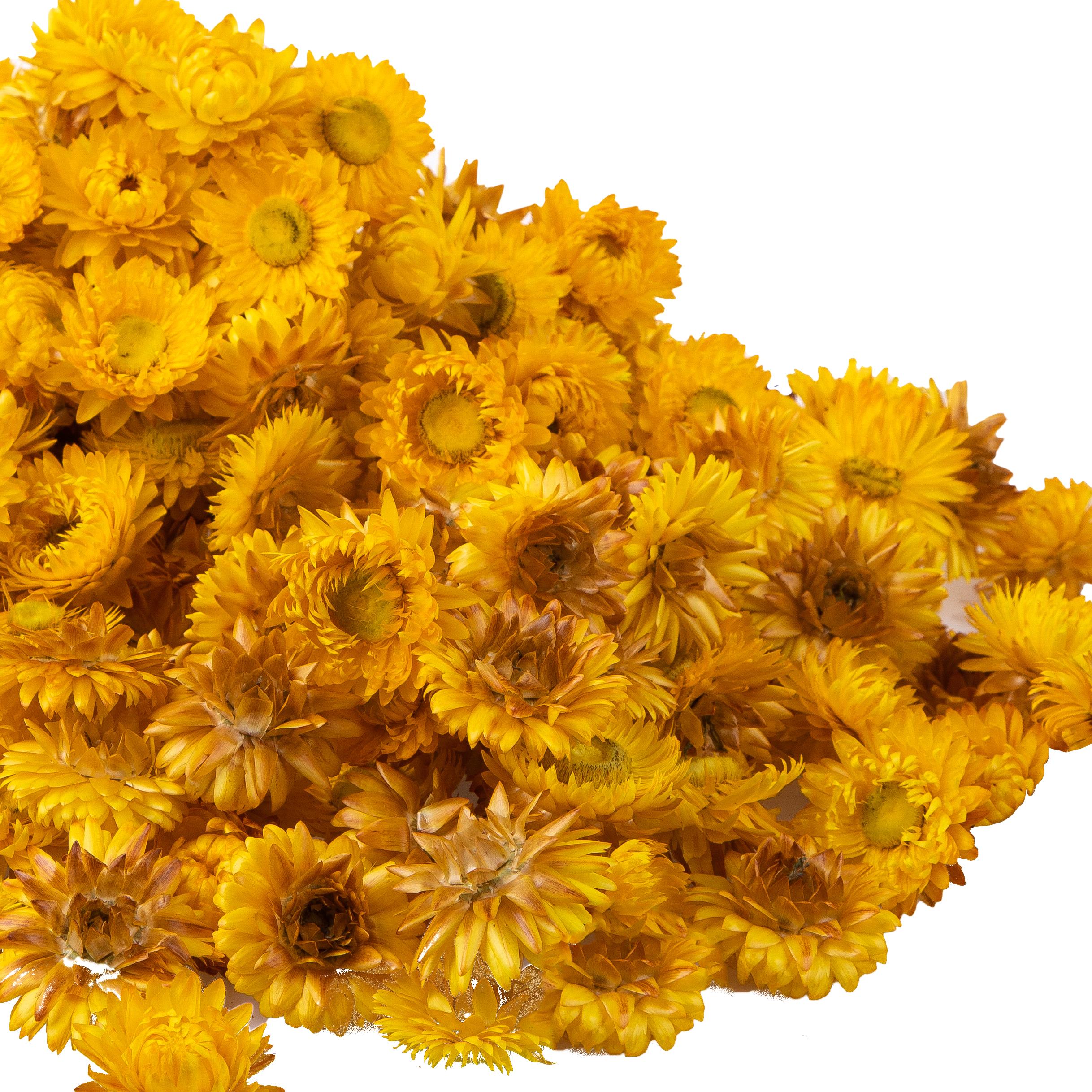 NATURAL PRODUCTS DRIED FLOWERS AND ERBS, FLOWERS, FRUITS AND NATURAL PROTEES, HELICHRYSUM TESTE A KG A CARTONE