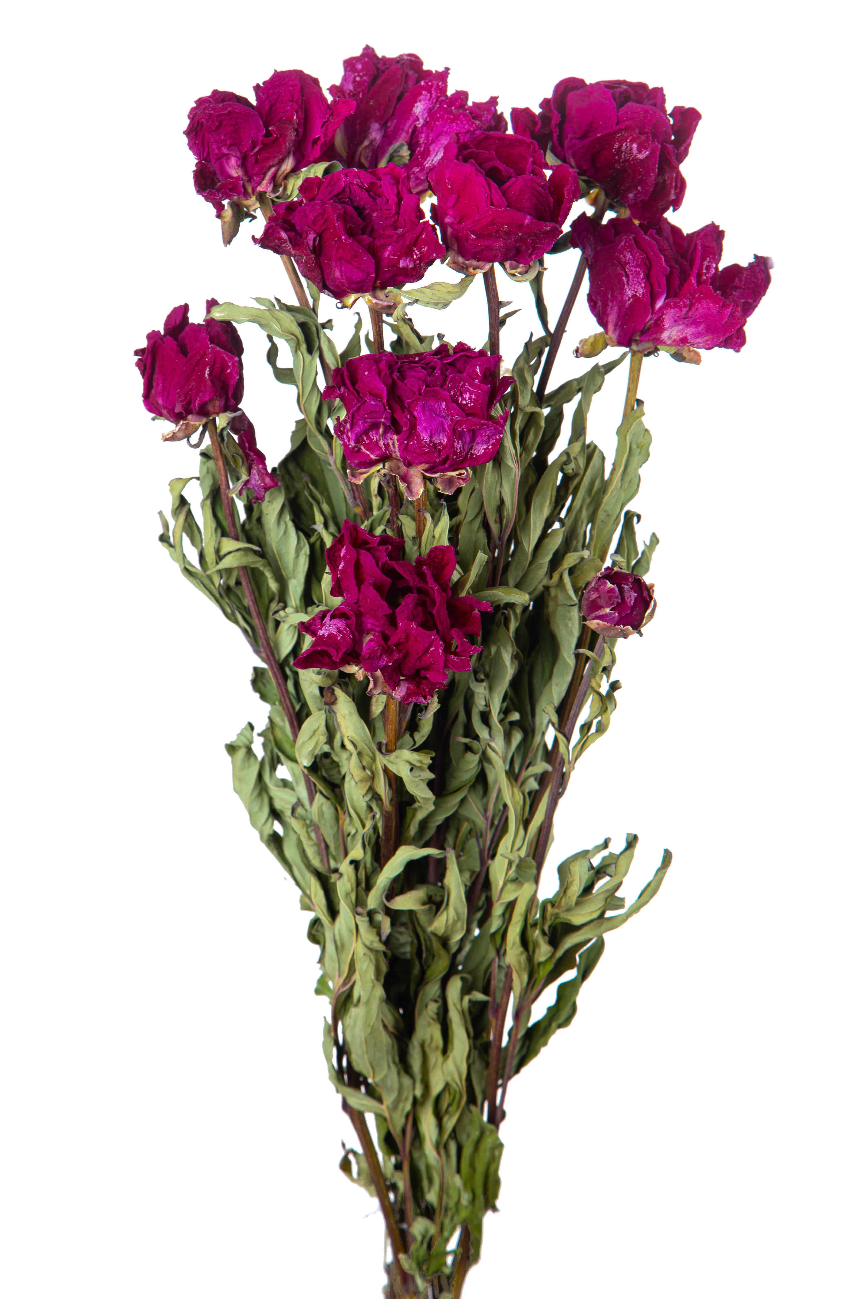 NATURAL PRODUCTS DRIED FLOWERS AND ERBS, FLOWERS, FRUITS AND NATURAL PROTEES, PEONIA NATURALE MAZZO 50 CM