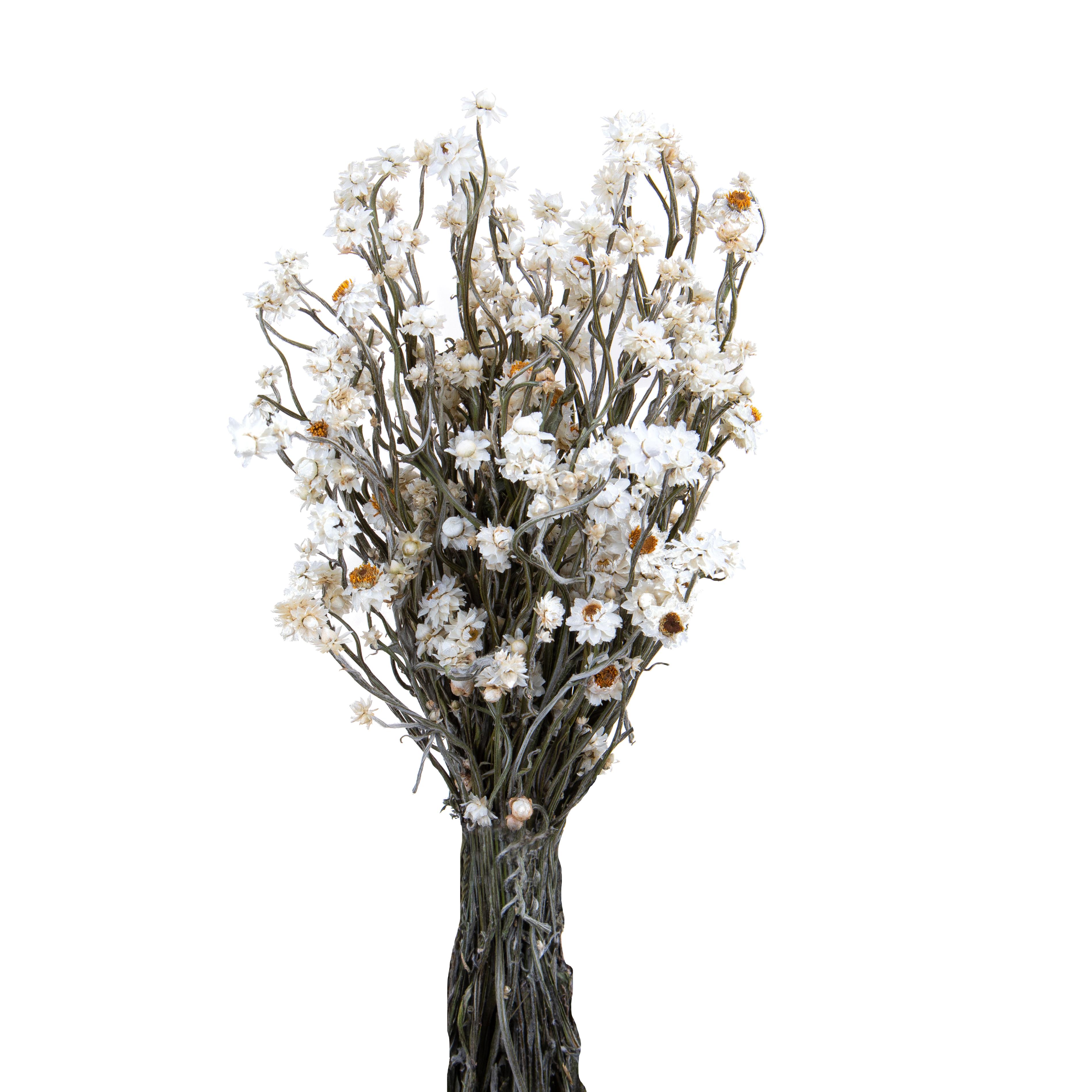 AMMOBIUM MAZZO SACCO