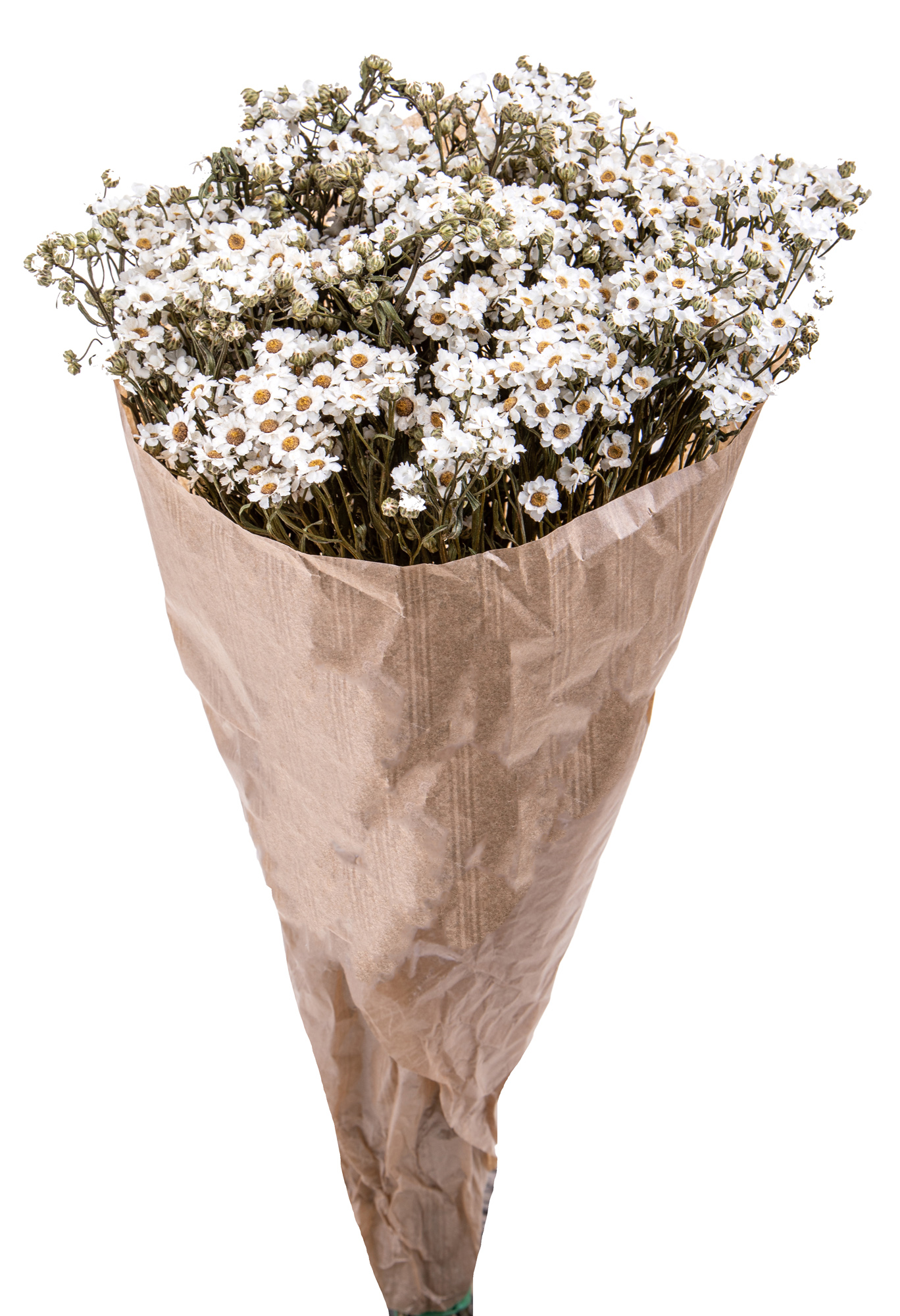NATURAL PRODUCTS DRIED FLOWERS AND ERBS,IXODIA 30/35 CM 10 STELI