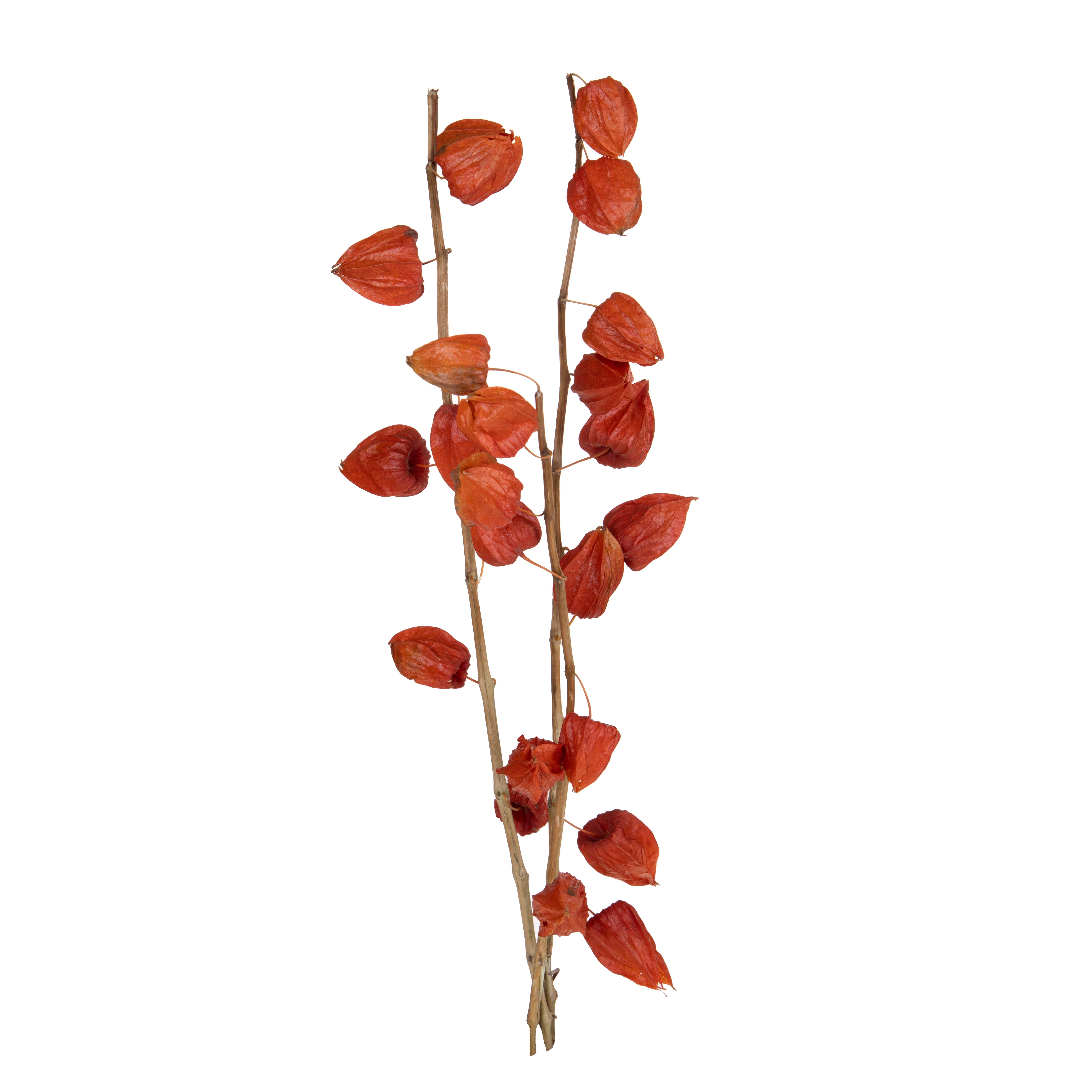 PHISALIS 3 PZ 60 CM