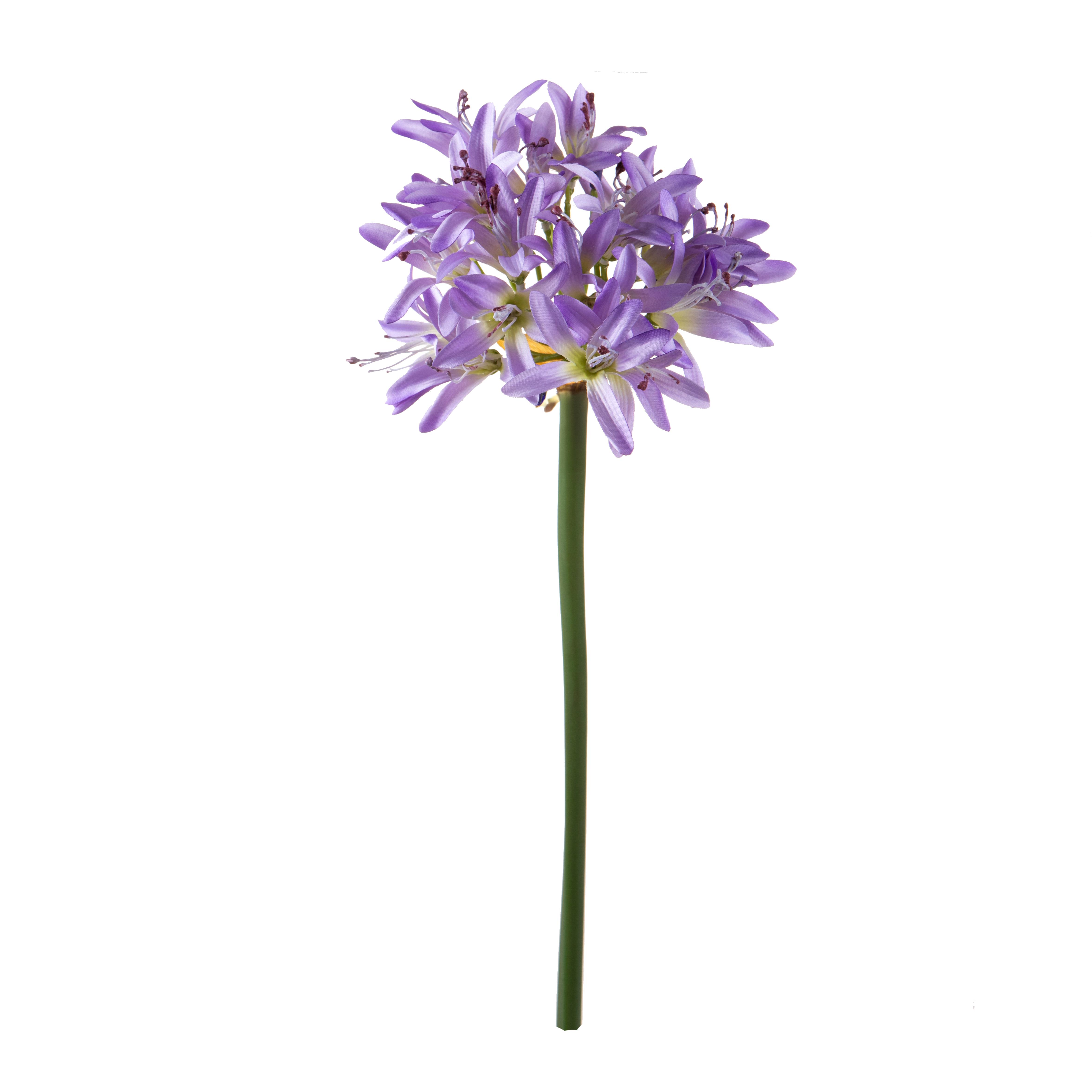 AGAPANTHUS 79 CM C/BOCCI