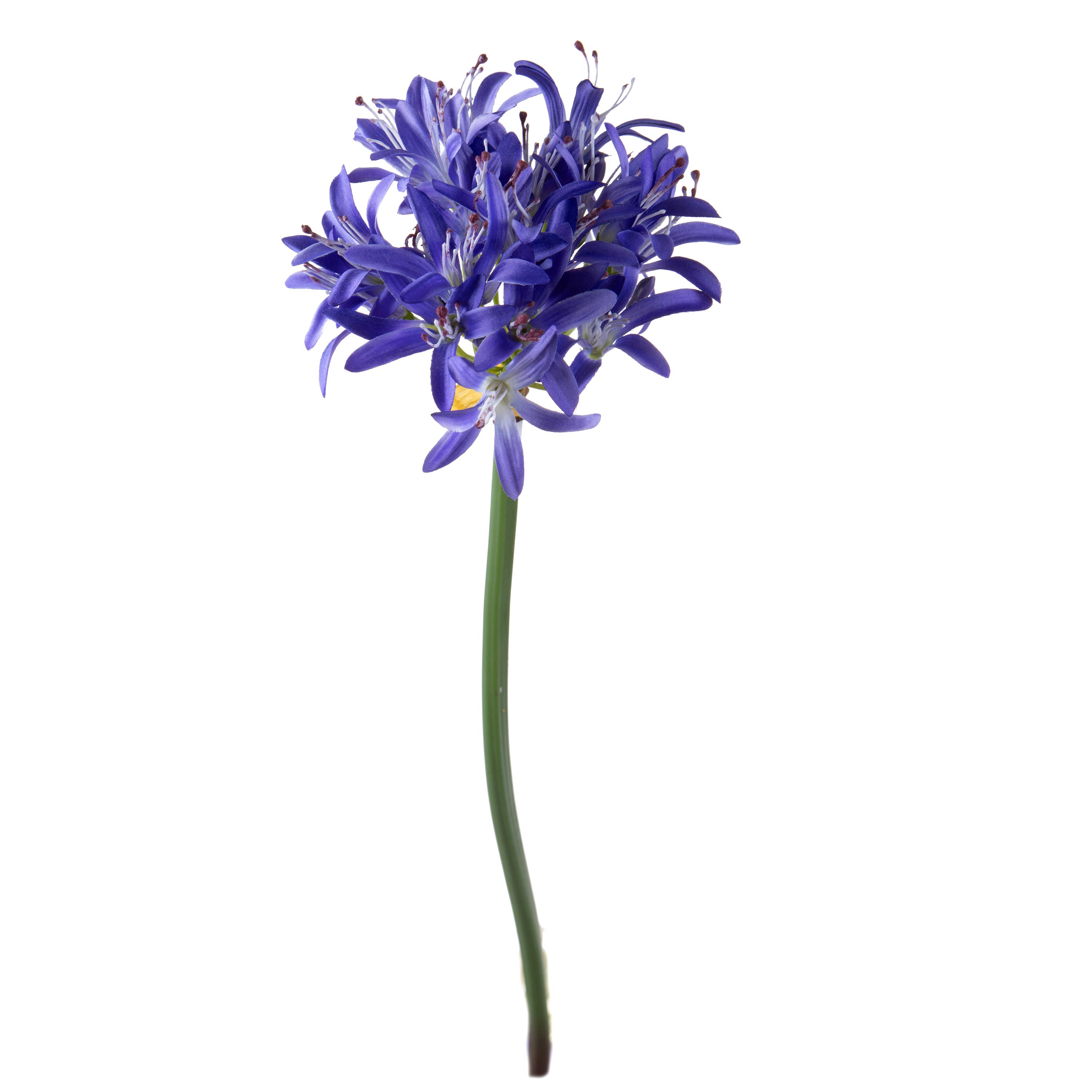 AGAPANTHUS 79 CM C/BOCCI