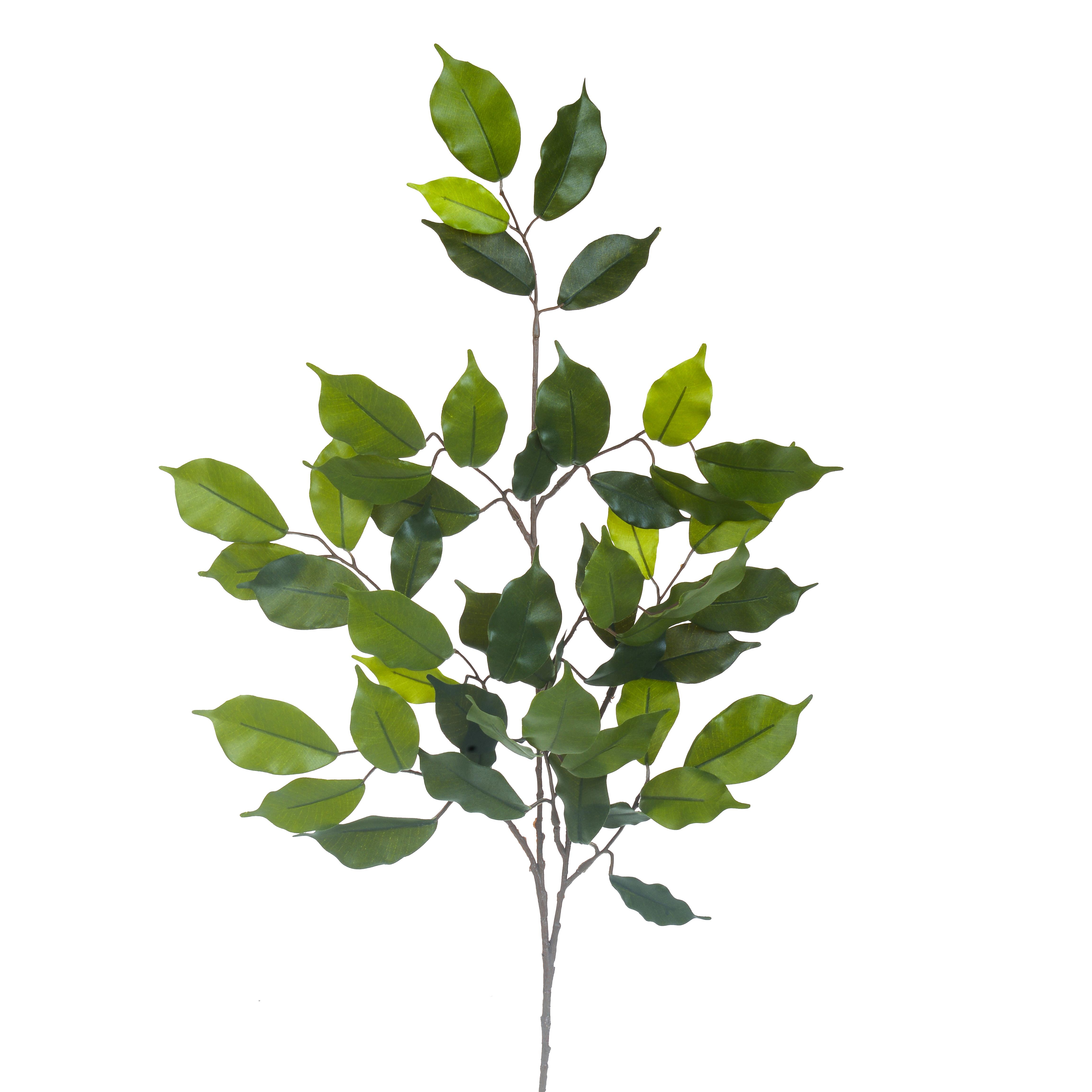 Plantes, Plantes vertes ornementales, FICUS RAMO 42 FGL 60 CM