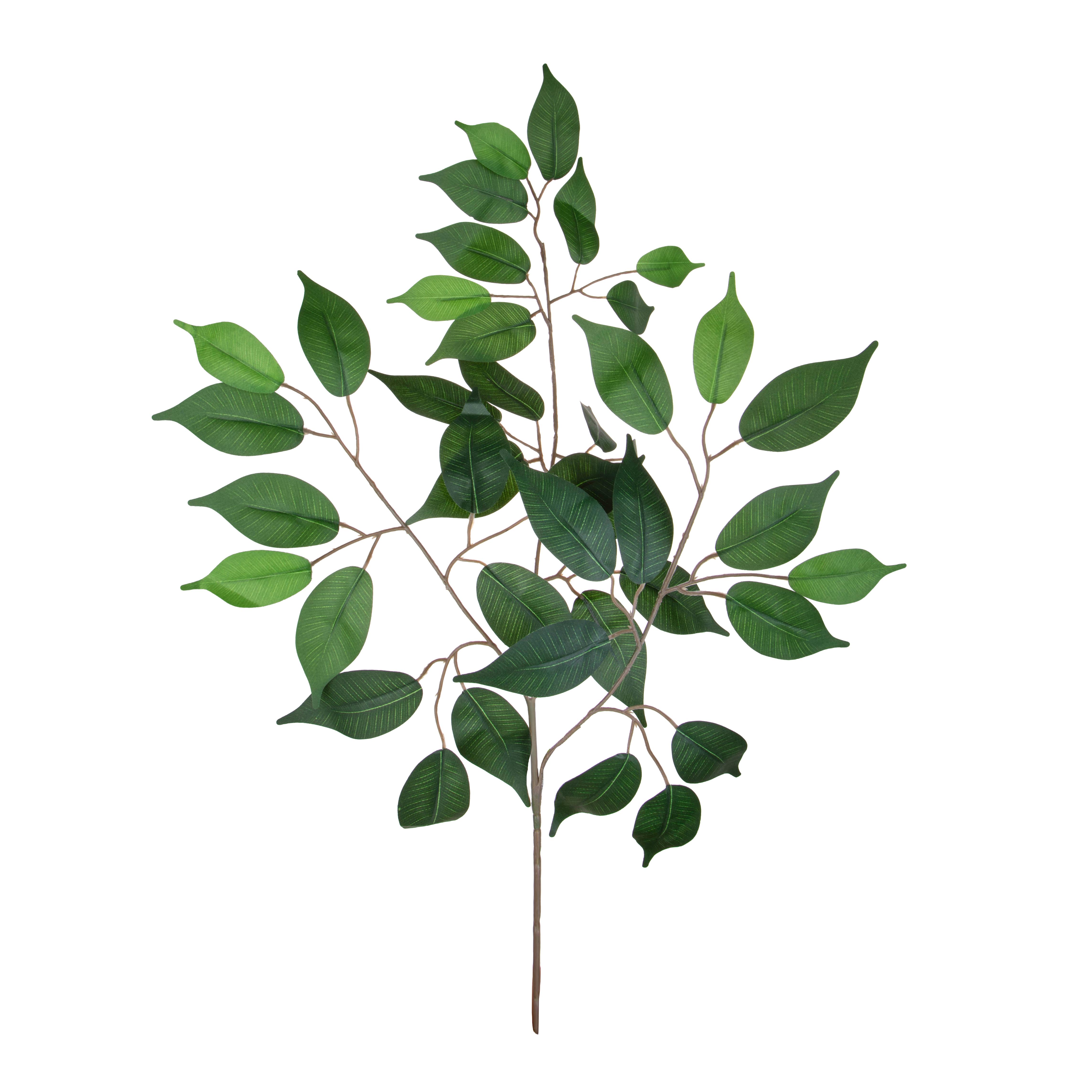 Plantes, Plantes vertes ornementales, FICUS X 42 60 CM