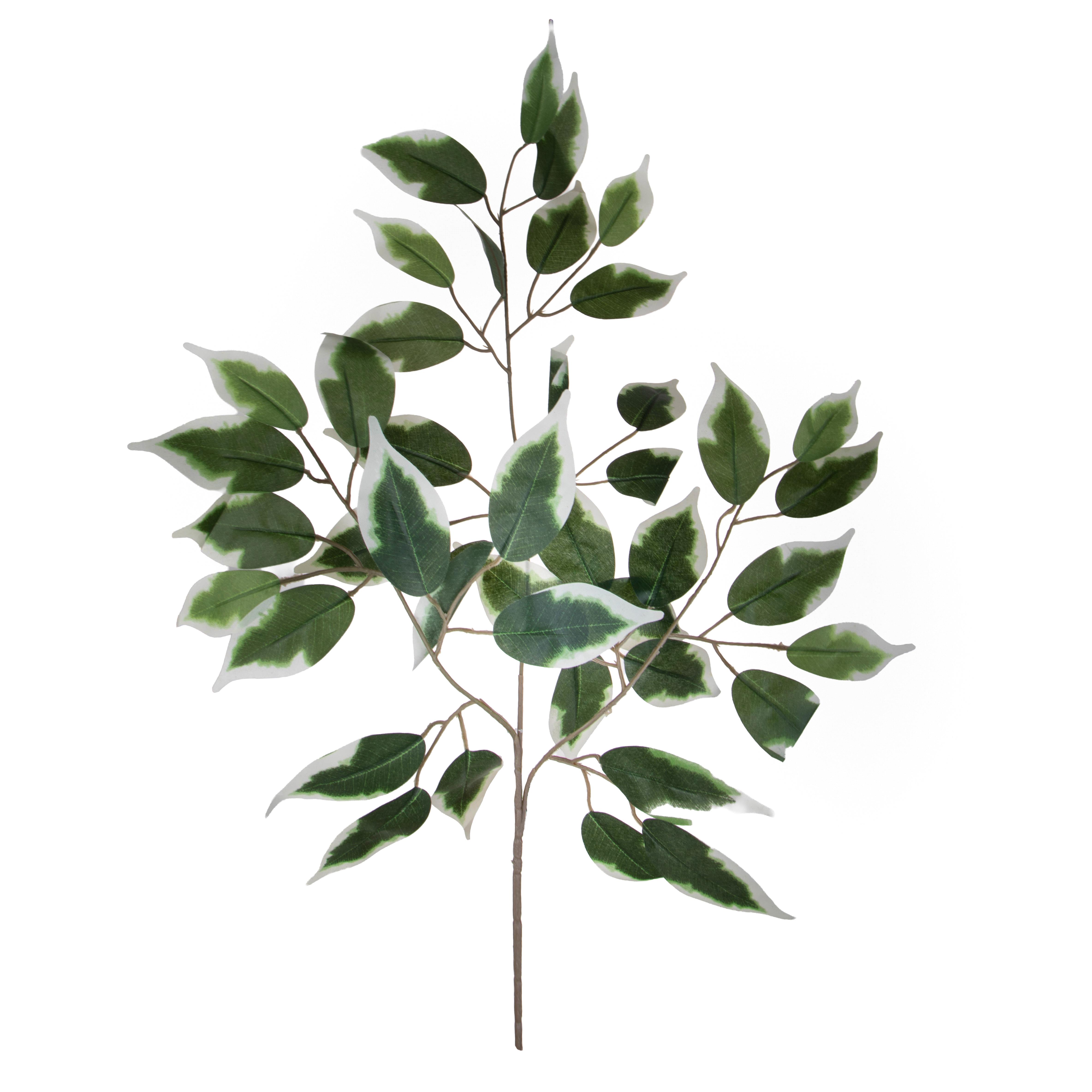 FICUS X 42 60 CM