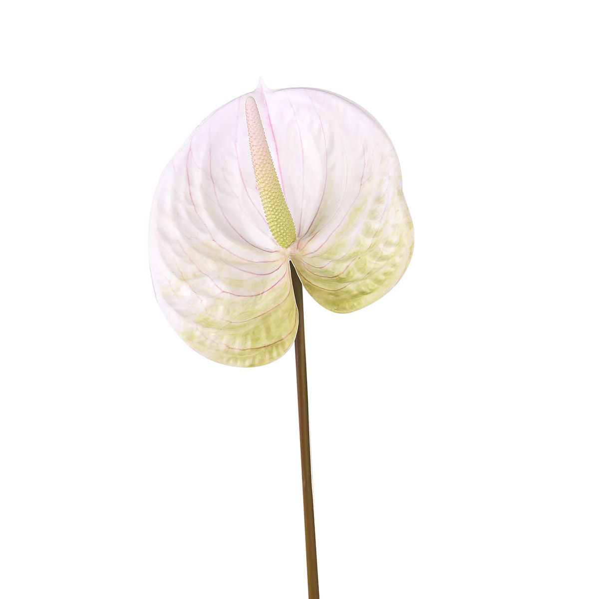 ANTHURIUM 70CM