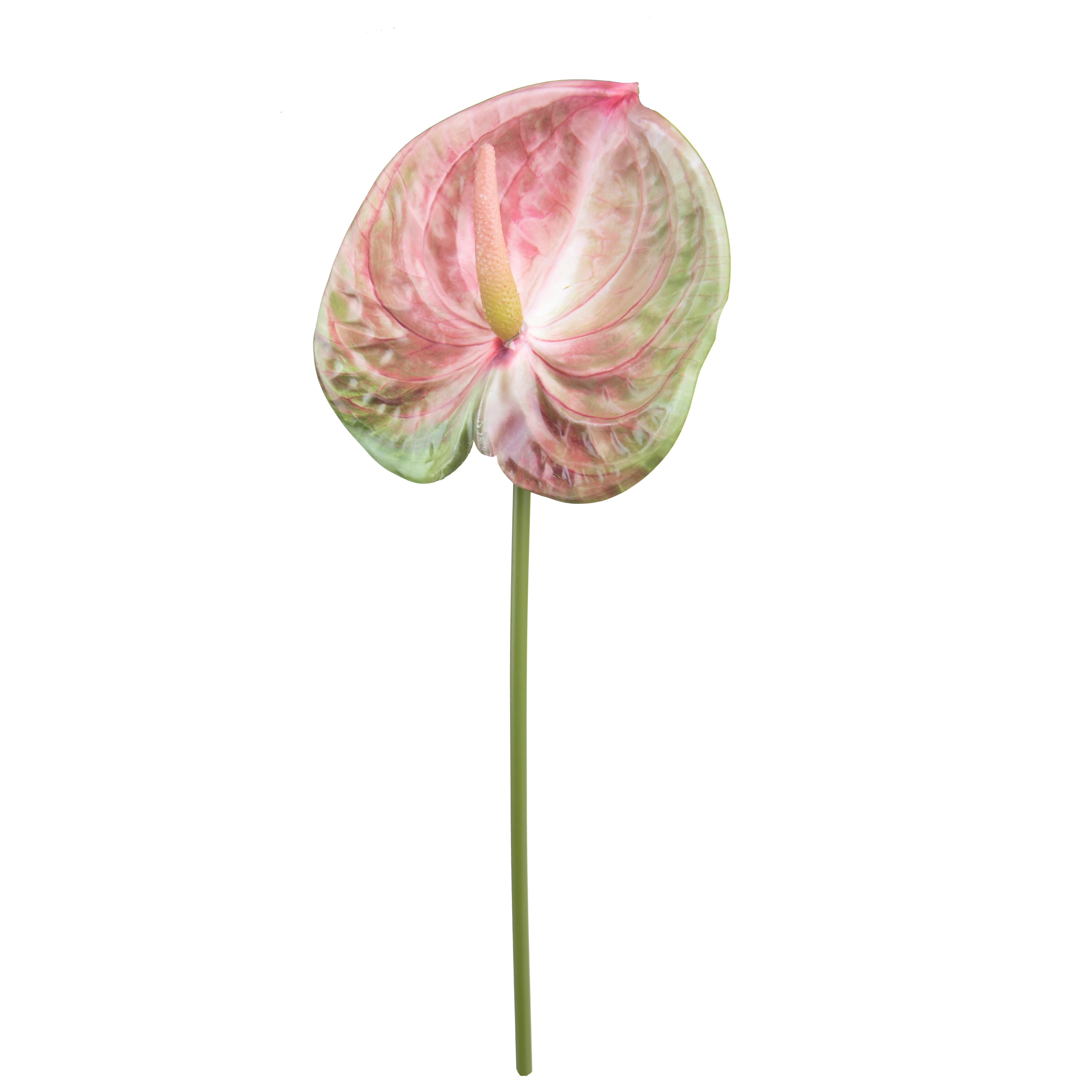 ANTHURIUM 67 CM