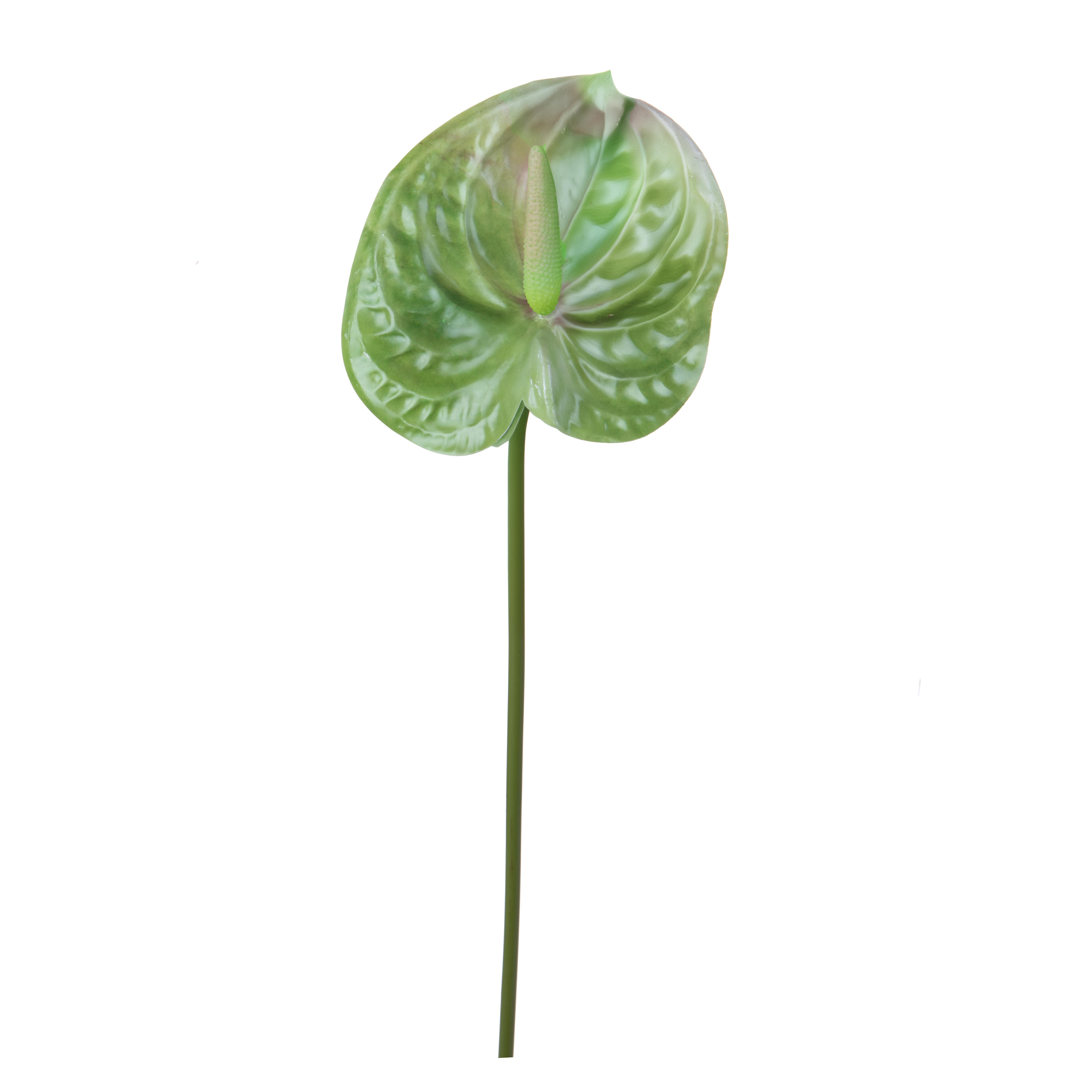 ANTHURIUM 67 CM