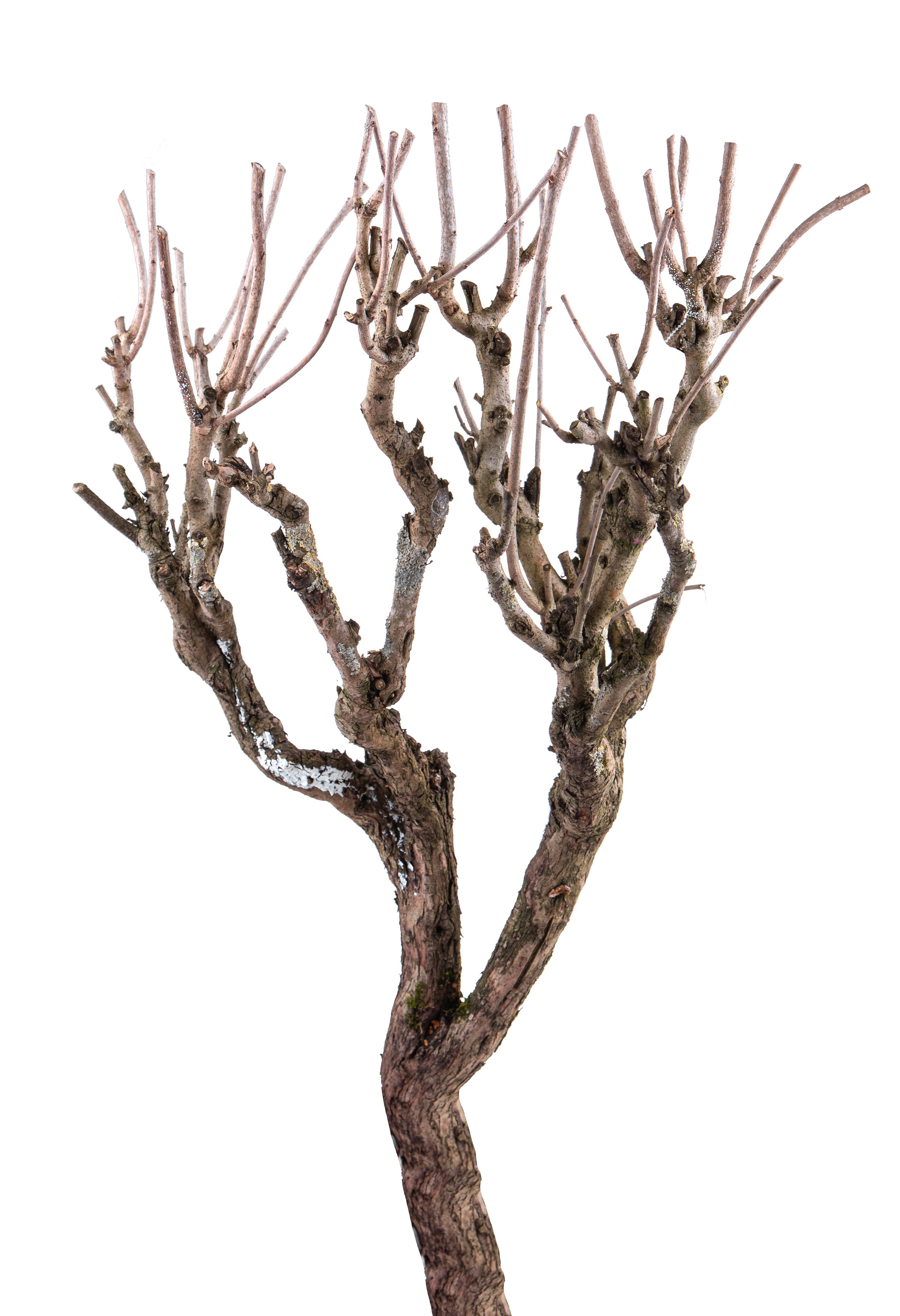 TRONCO LILAC 80/100 CM
