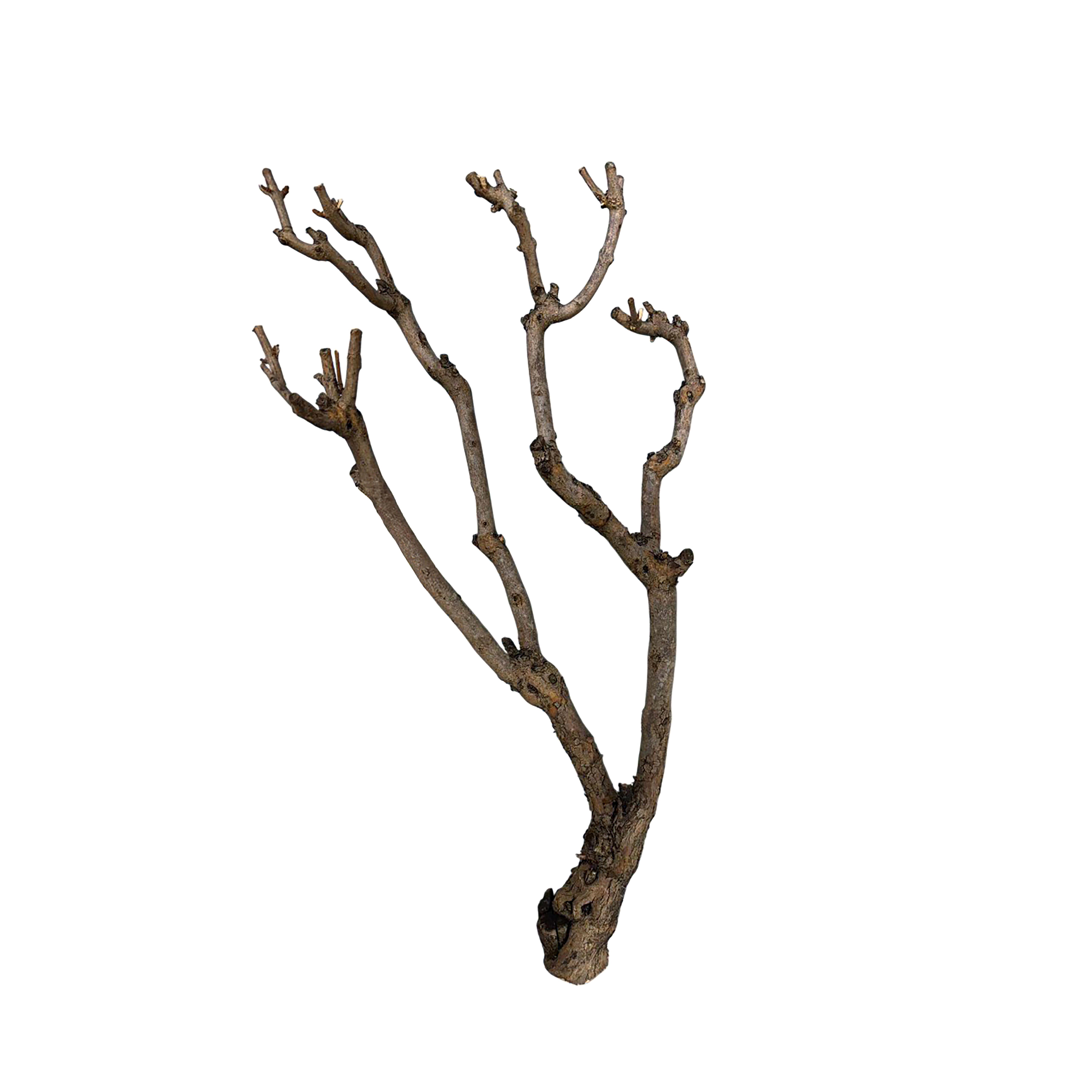 PRODOTTI NATURALI FIORI E RAMI ESSICCATI, BAMBOO,TRONCHI,MANZANITE, FASCI NATURALI, TRONCO LILAC 70/80 CM