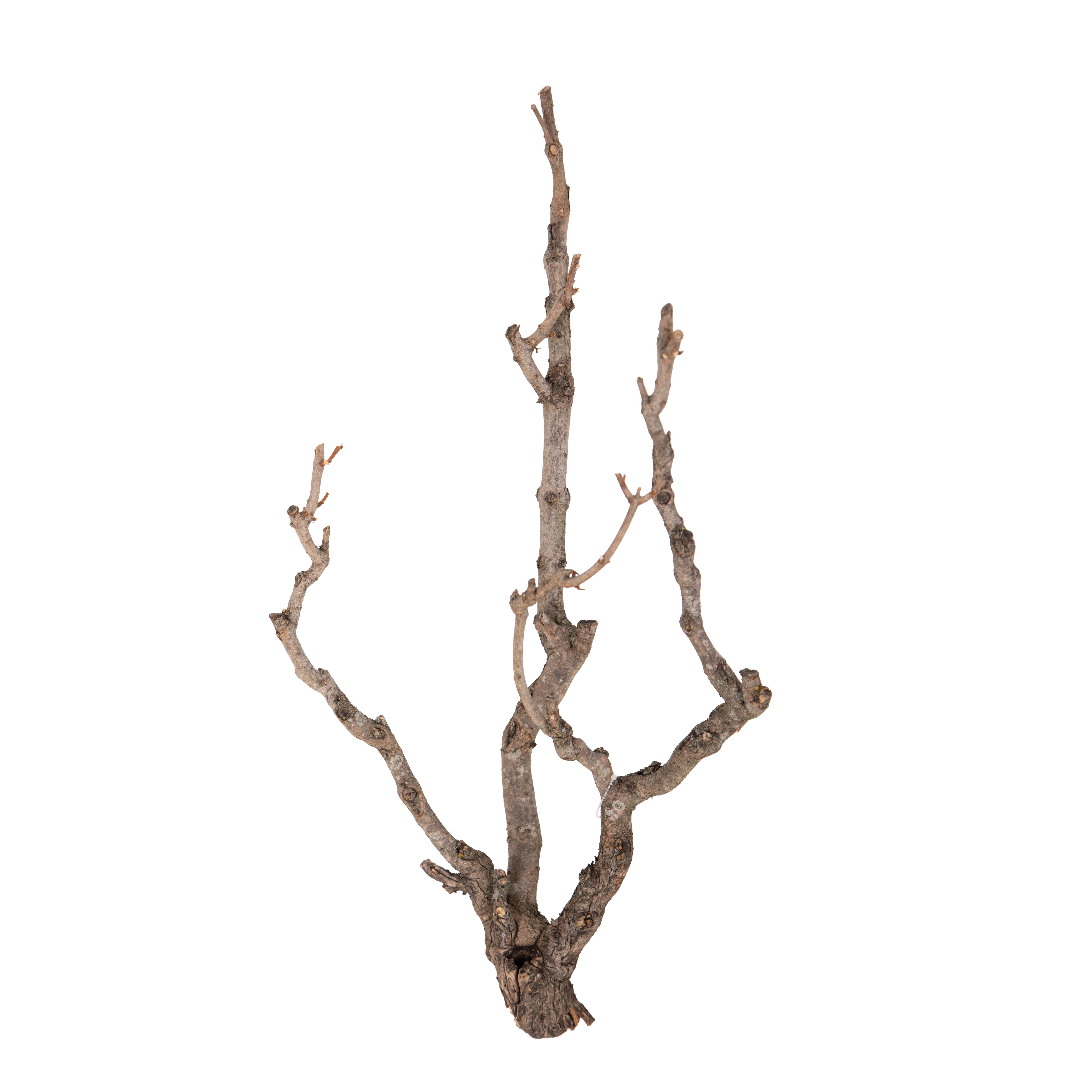 PRODOTTI NATURALI FIORI E RAMI ESSICCATI, BAMBOO,TRONCHI,MANZANITE, FASCI NATURALI, TRONCO LILAC 50/70 CM
