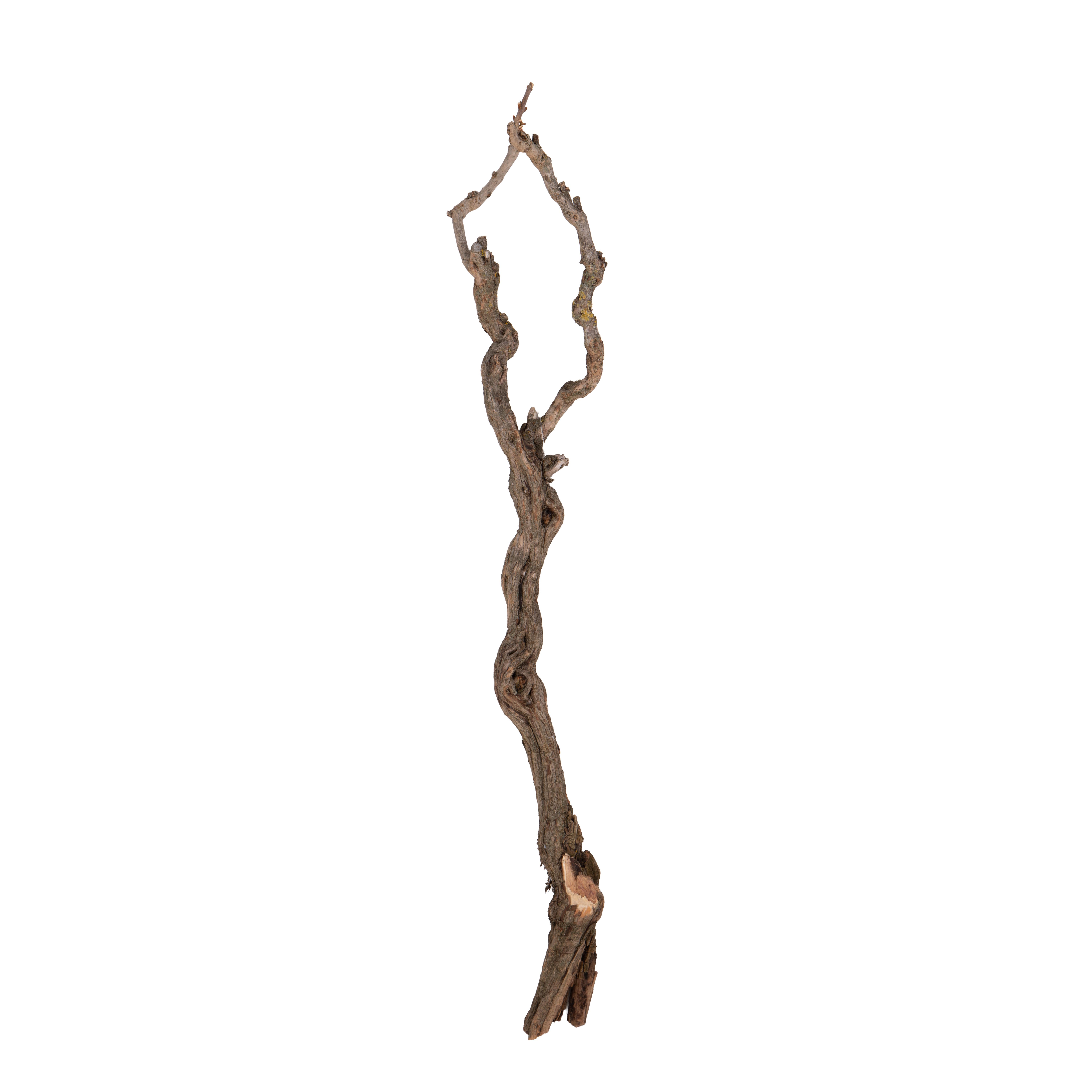 TRONCO LILAC 100/120 CM TRONCO FINE