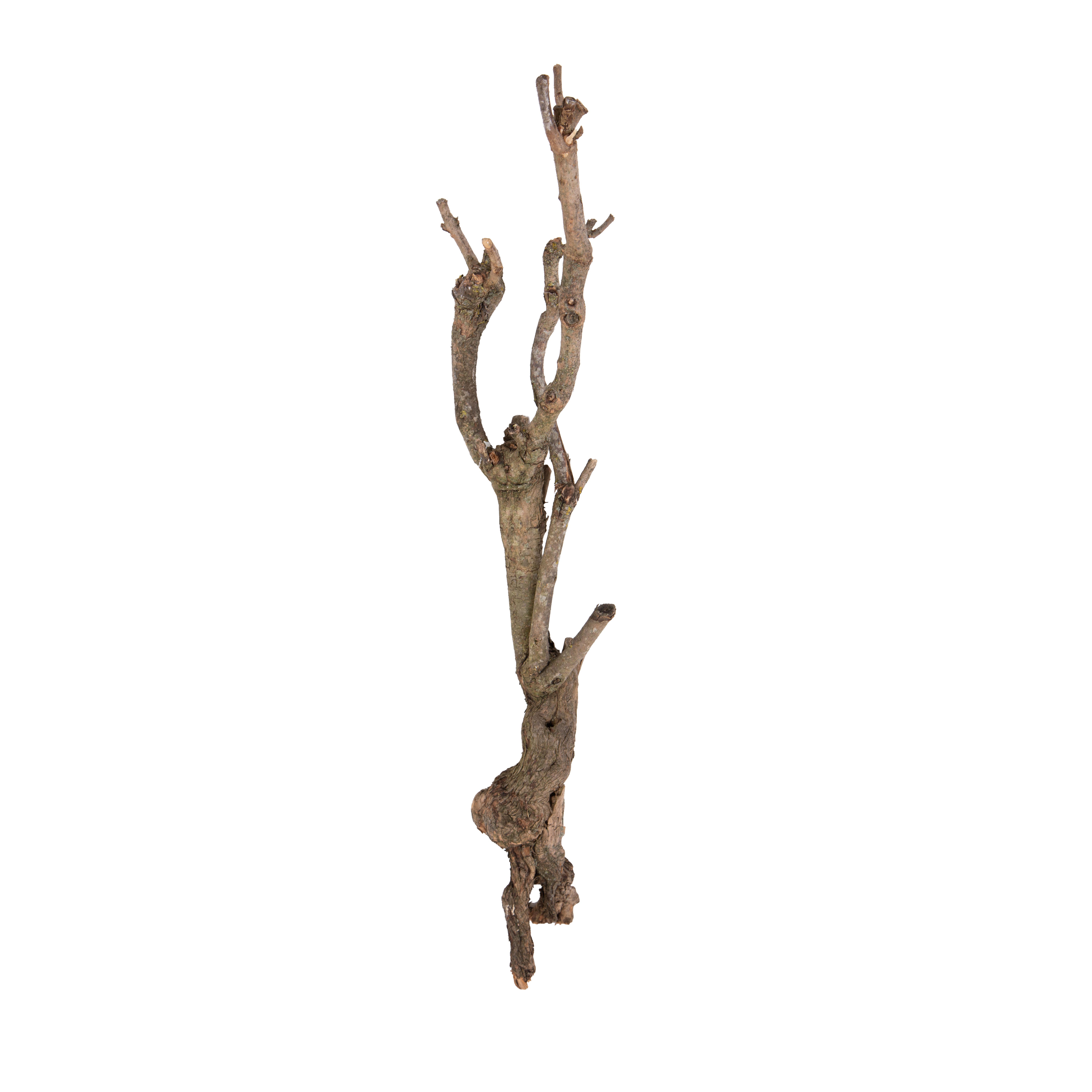 TRONCO LILAC 80/100 CM TRONCO FINE