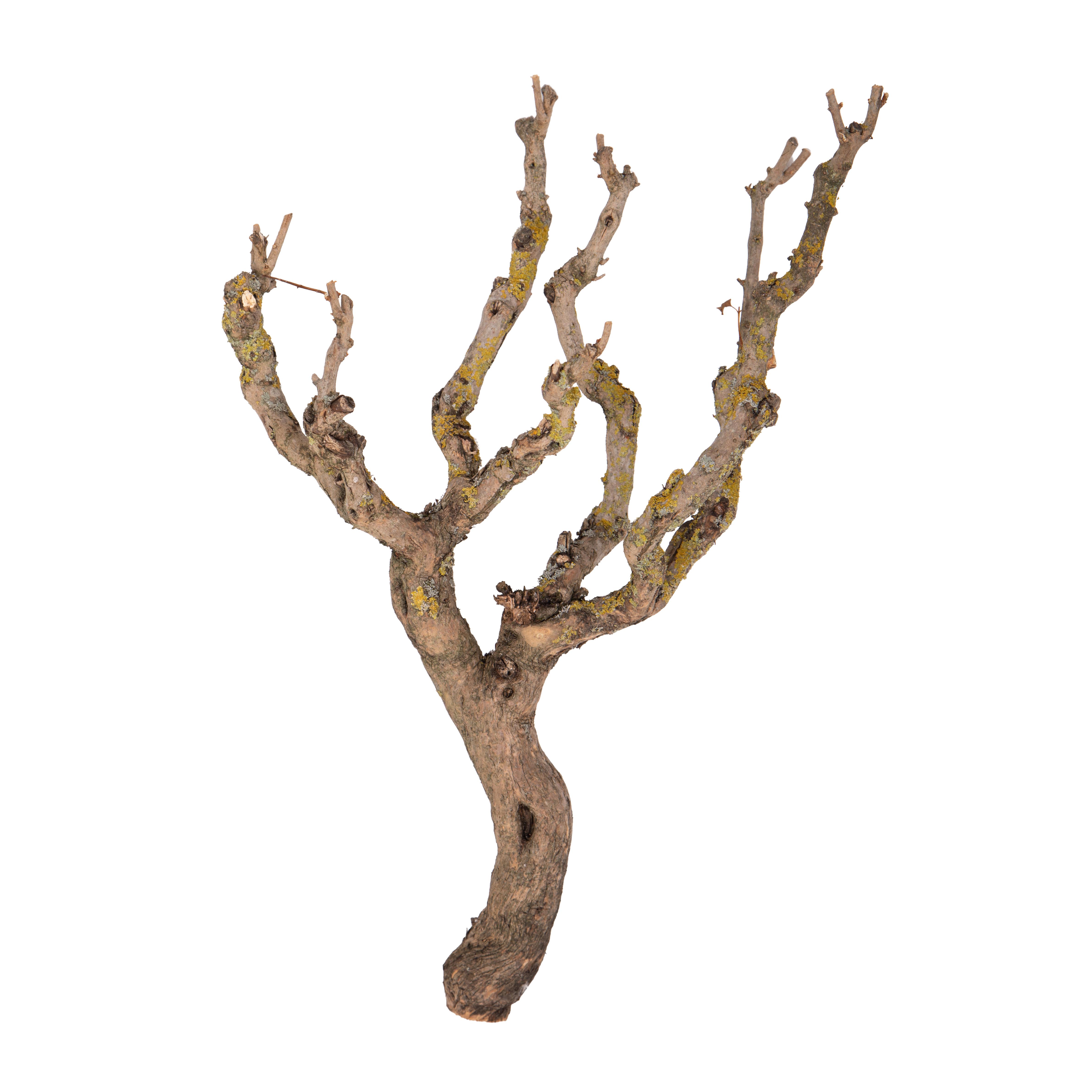 PRODOTTI NATURALI FIORI E RAMI ESSICCATI, BAMBOO,TRONCHI,MANZANITE, FASCI NATURALI, TRONCO LILAC 50/70 CM NODOSO