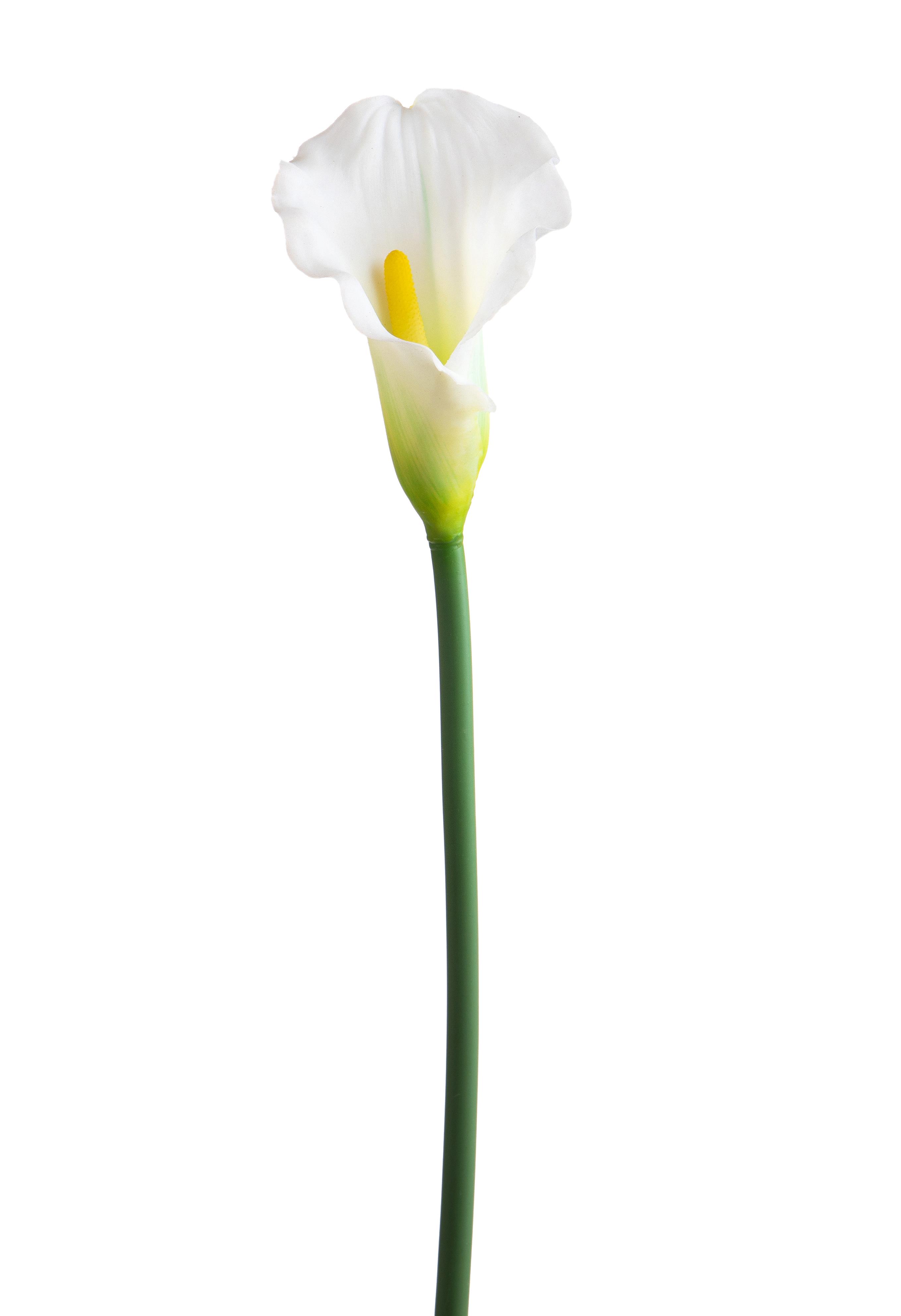 CALLA SINGOLA 68 CM