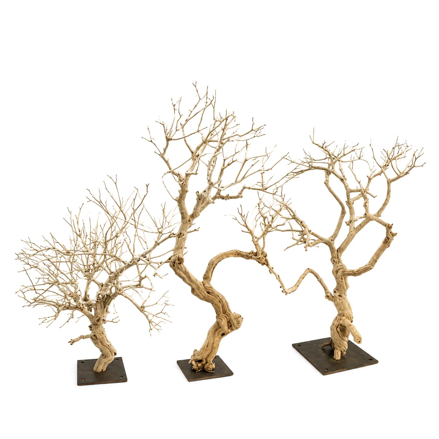 TRONCO HONEYSUCKLW 140/150 CM