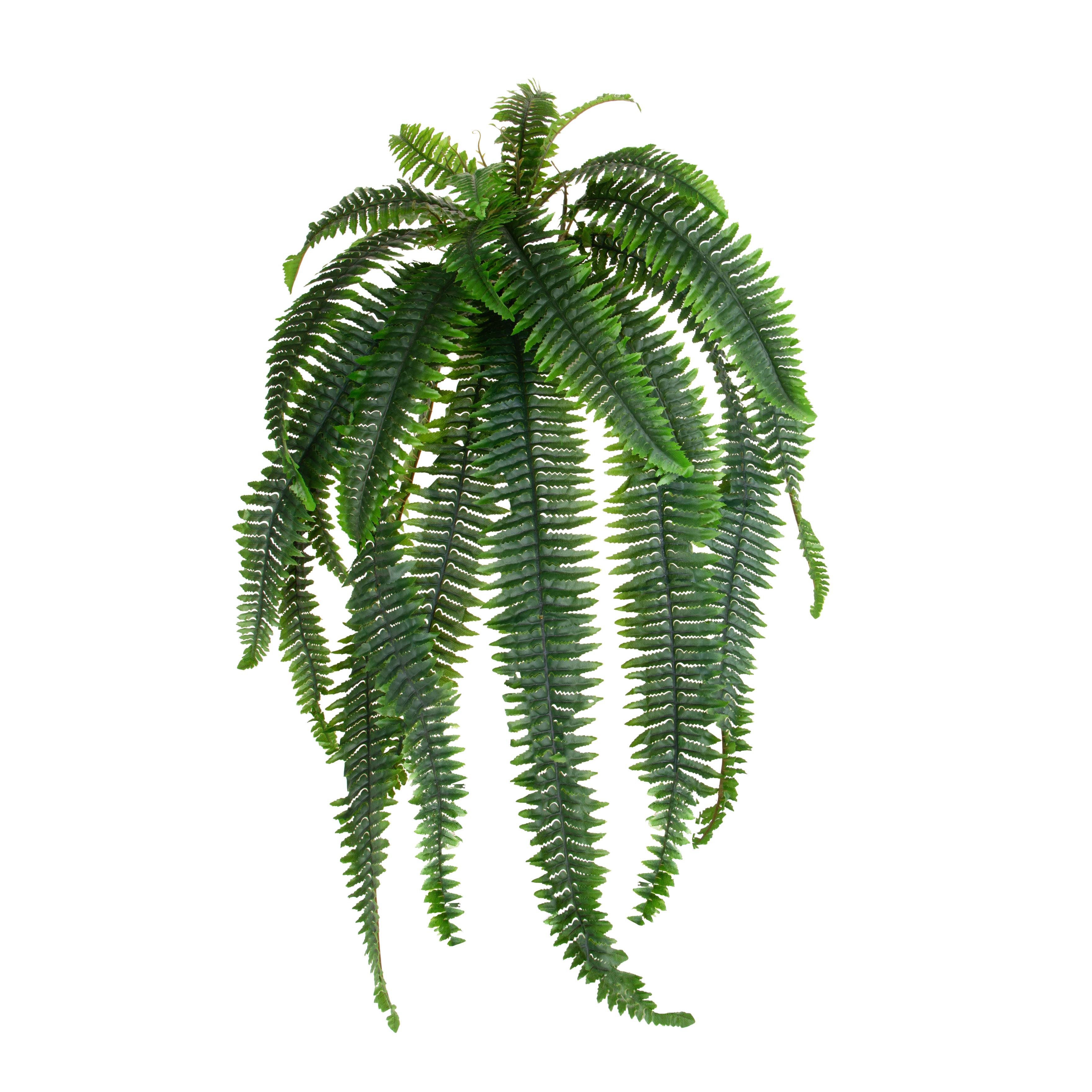 FELCE 100 CM 24 FGL
