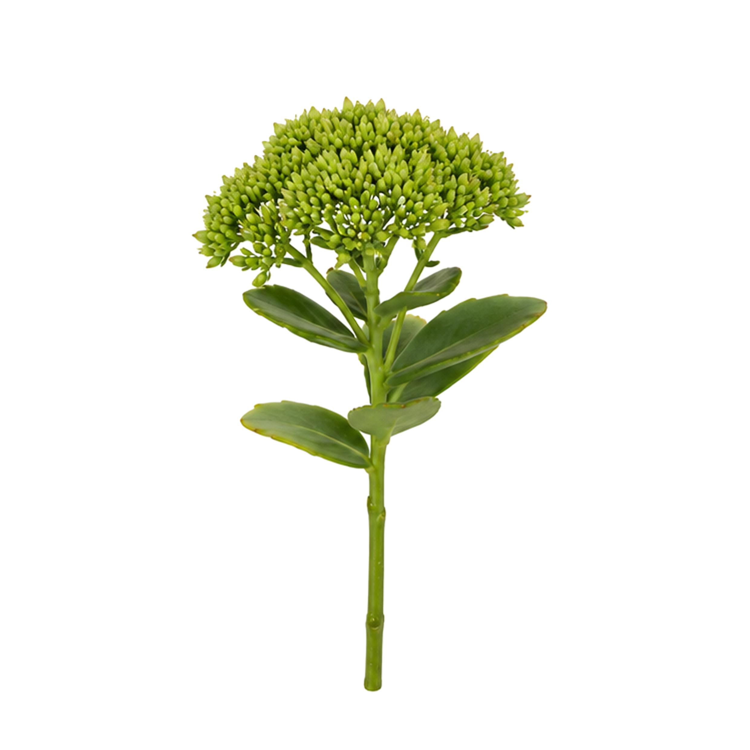 FIORI ARTIFICIALI, FIORI VARI a ramo, SEDUM H.30 CM