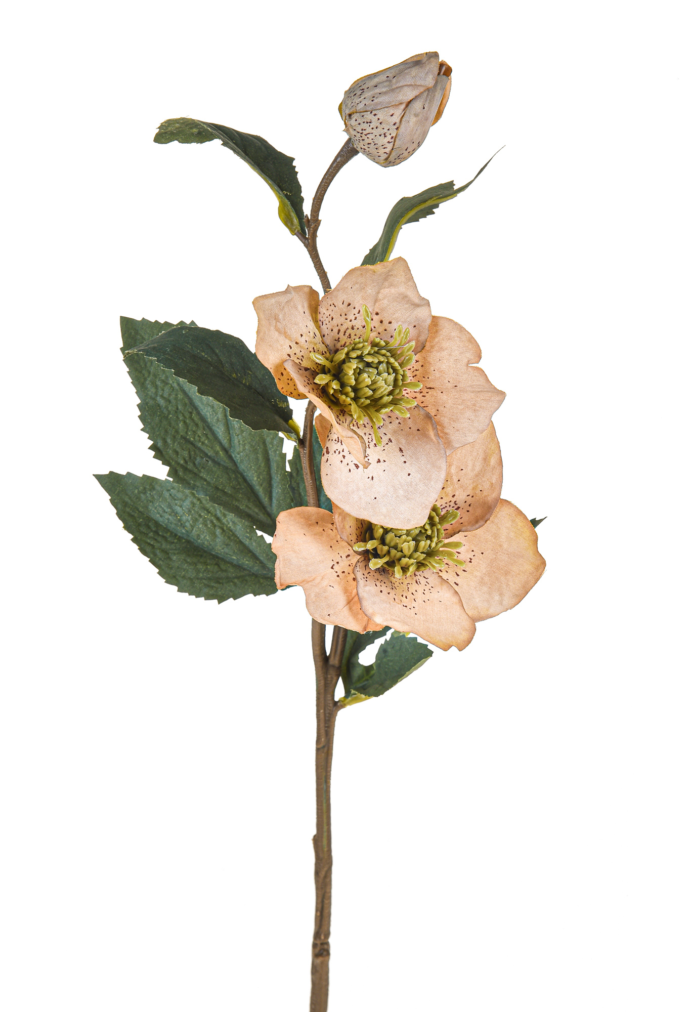 HELLEBORUS ROSA NAT. 56 CM