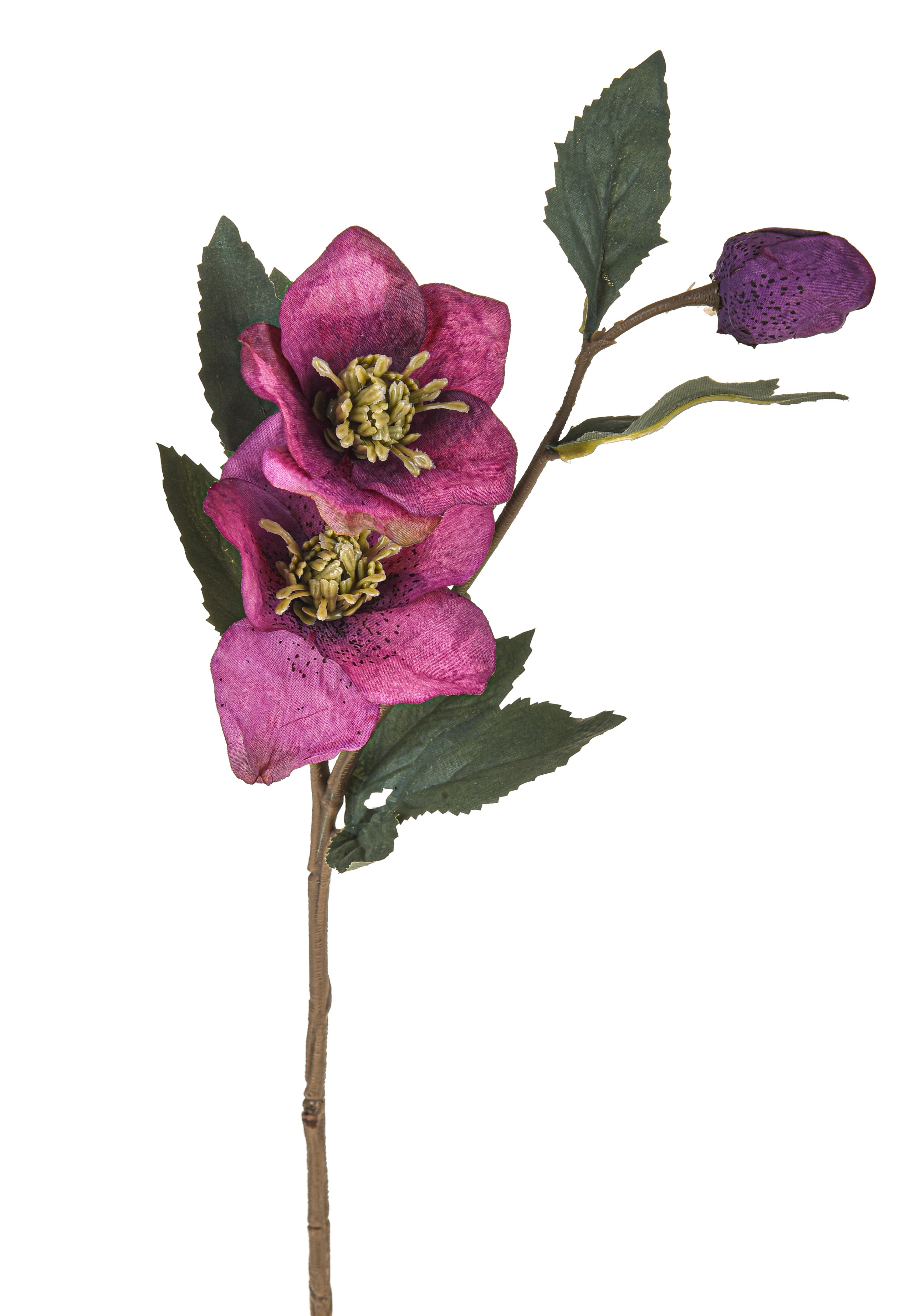 HELLEBORUS ROSA NAT. 56 CM