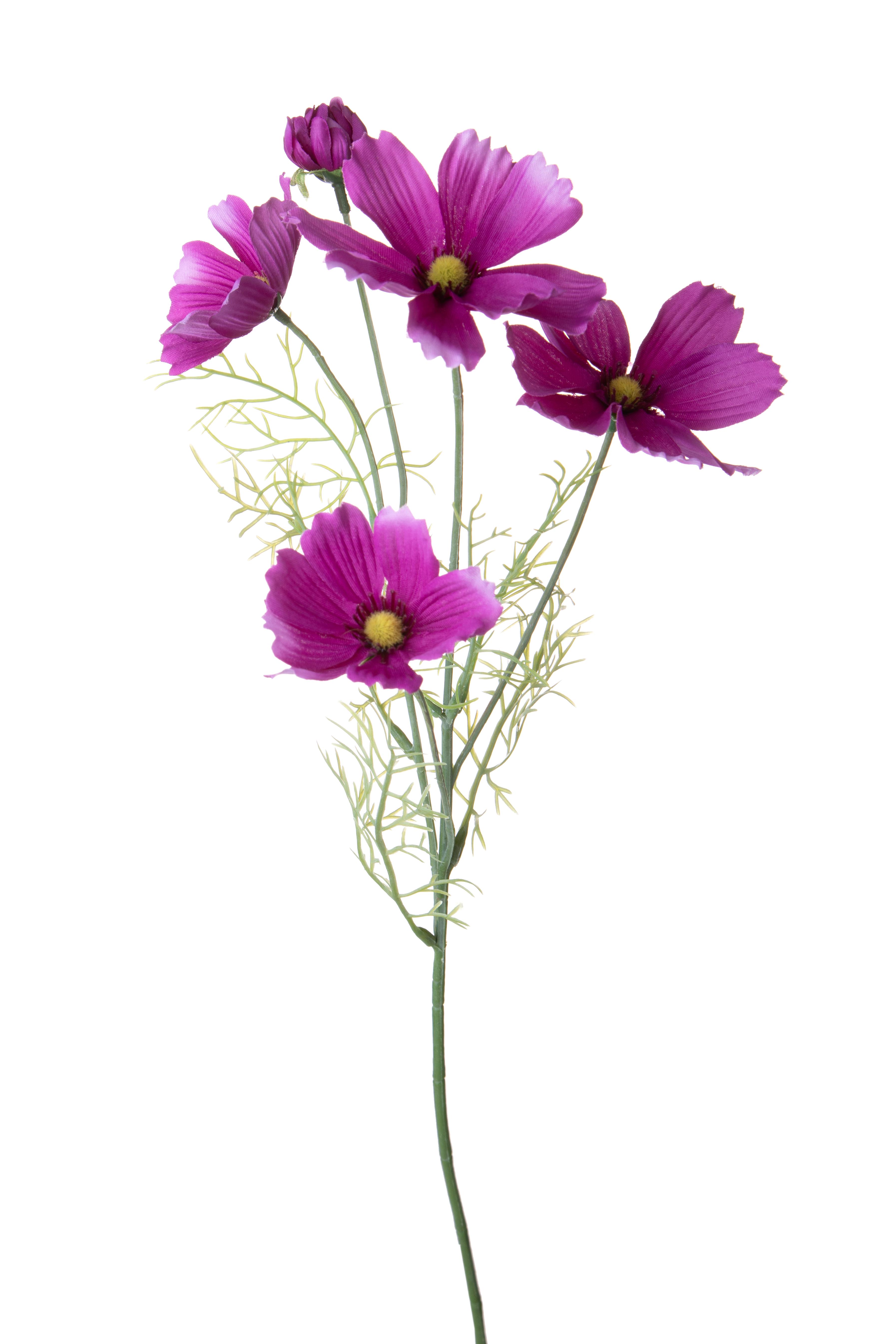 COSMOS IN FIORE X 5 H.68 CM