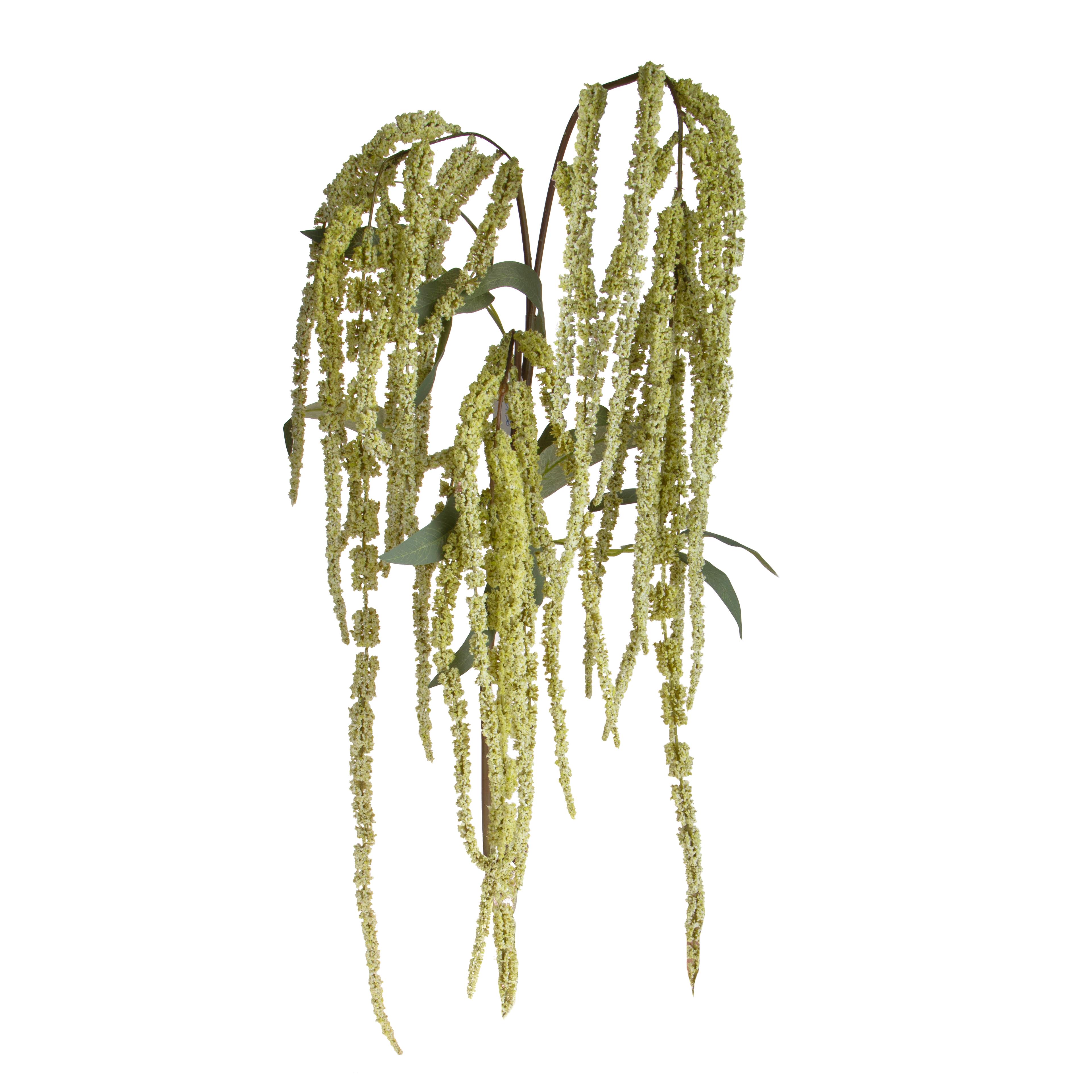 AMARANTUS CAUDATUS 180 CM