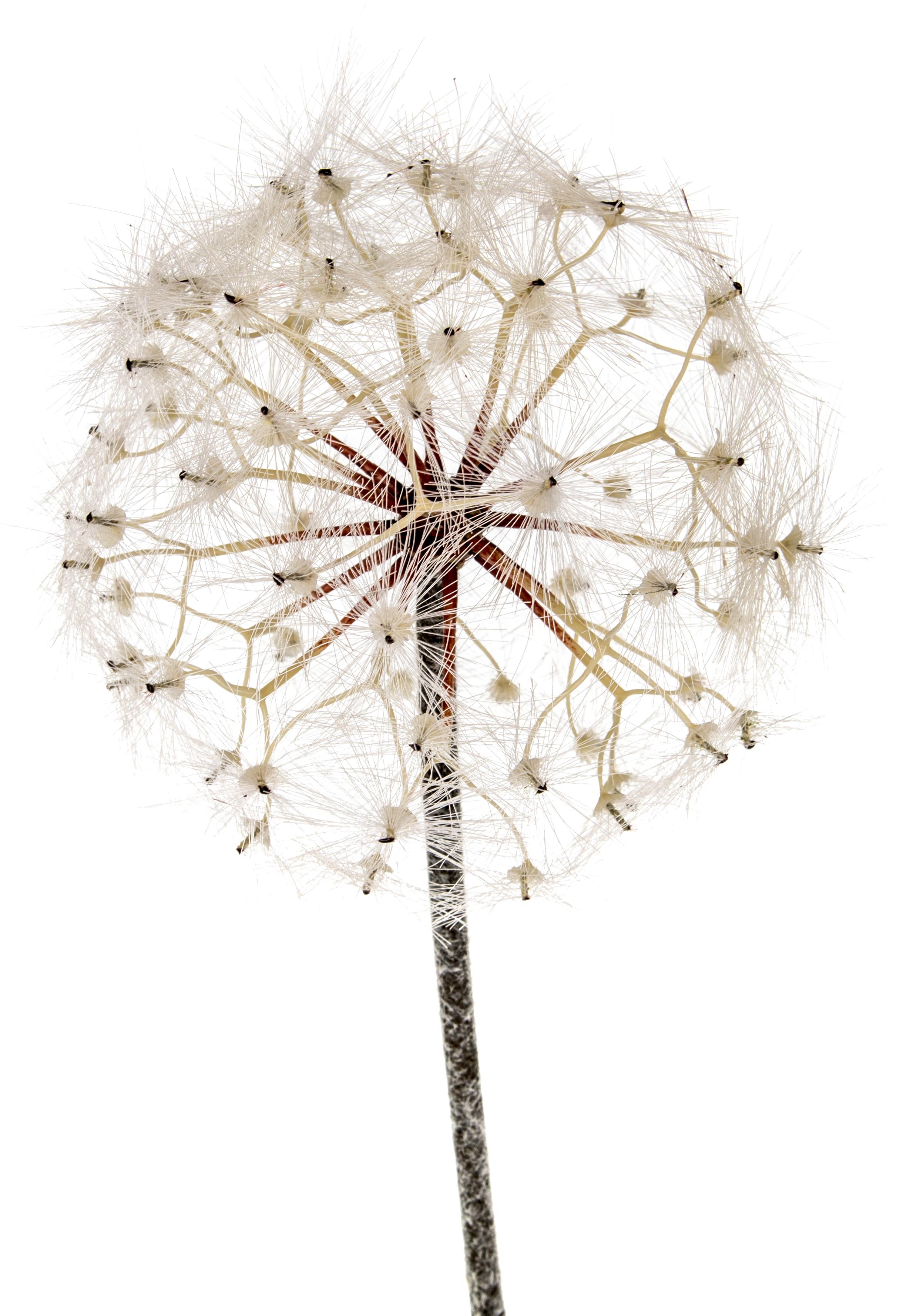 TARASSACO/DANDELION X 1 92 CM