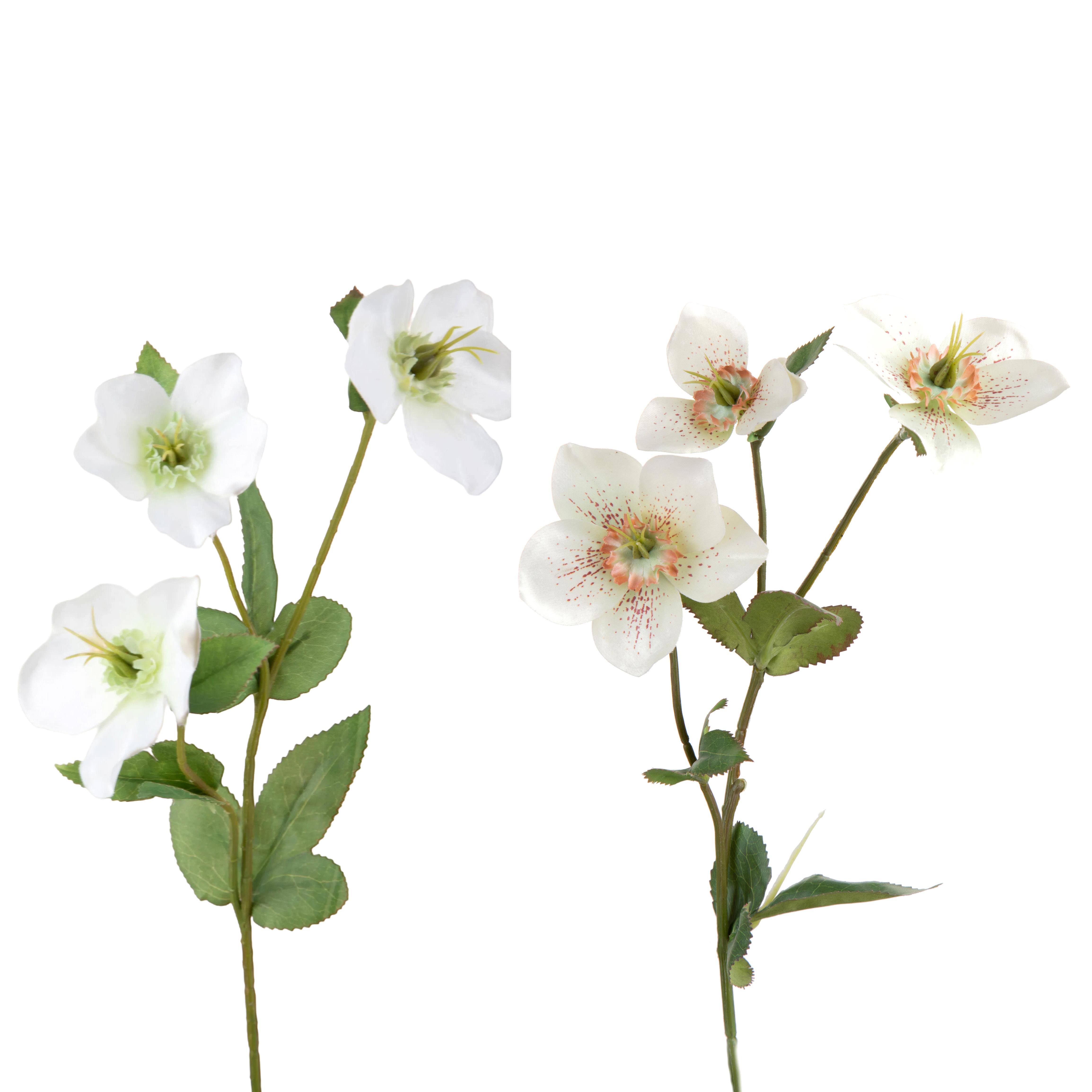 HELLEBORUS X 3 38 CM