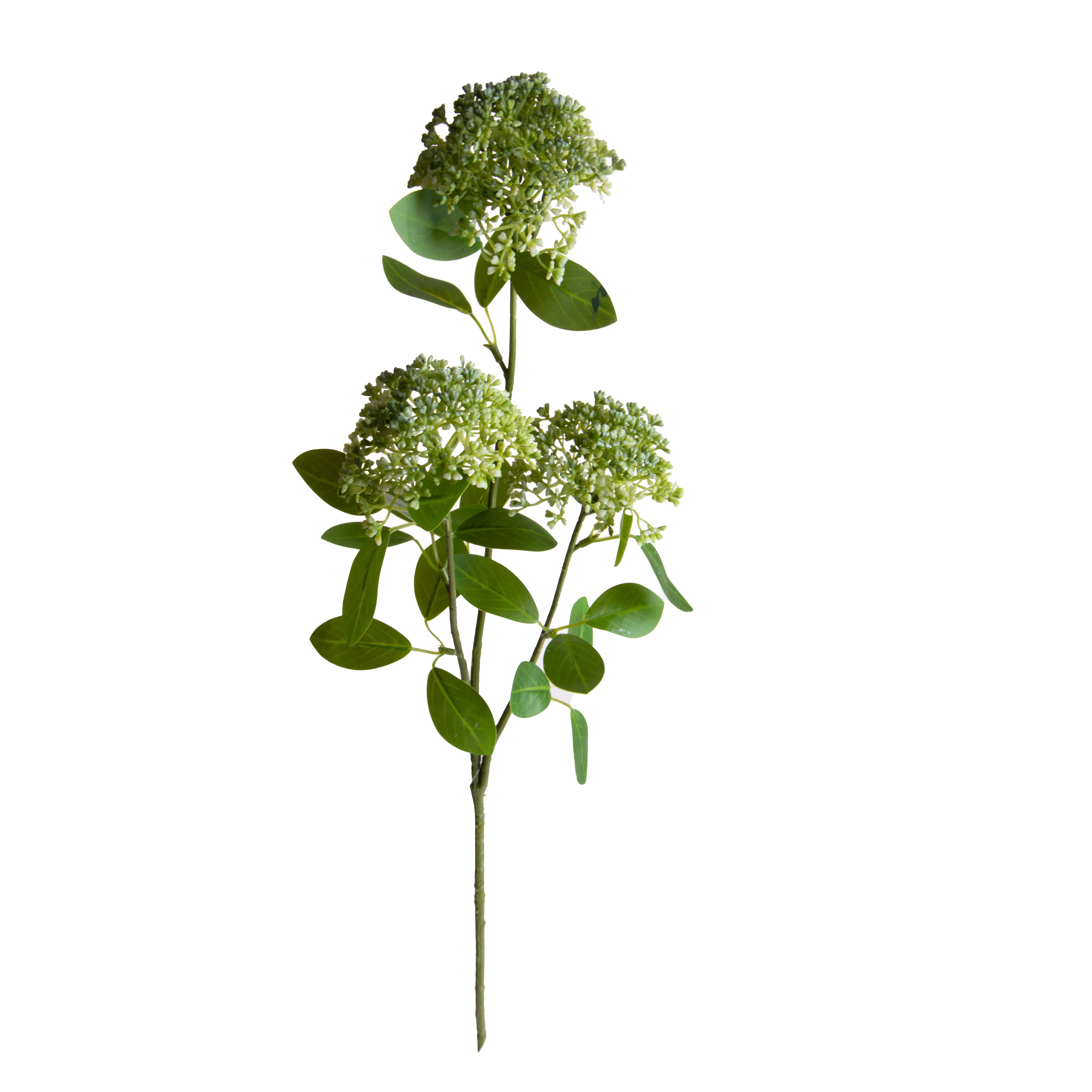 SKIMMIA 80 CM X3 C/3 FIORI E 17 FGL