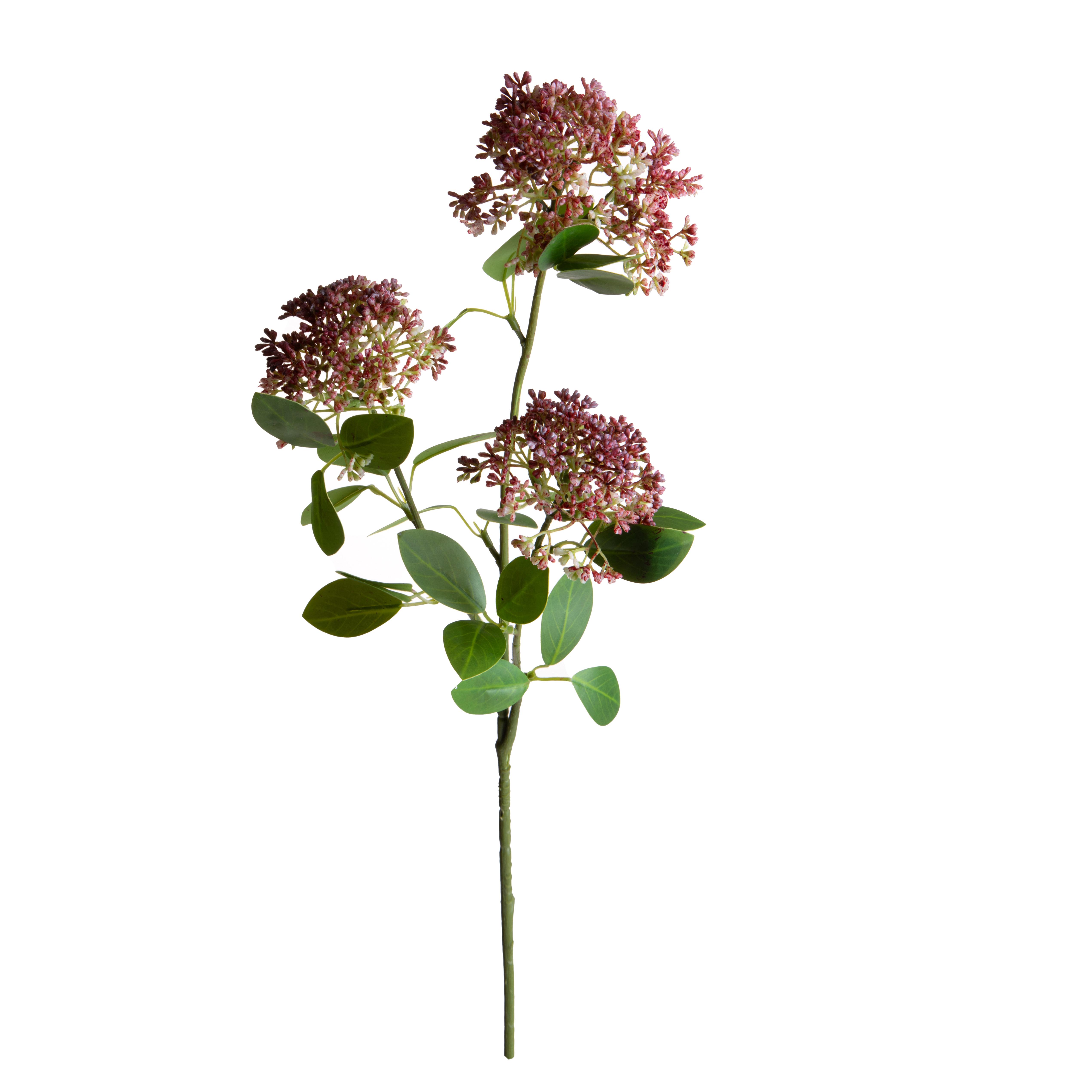 SKIMMIA 80 CM X3 C/3 FIORI E 17 FGL