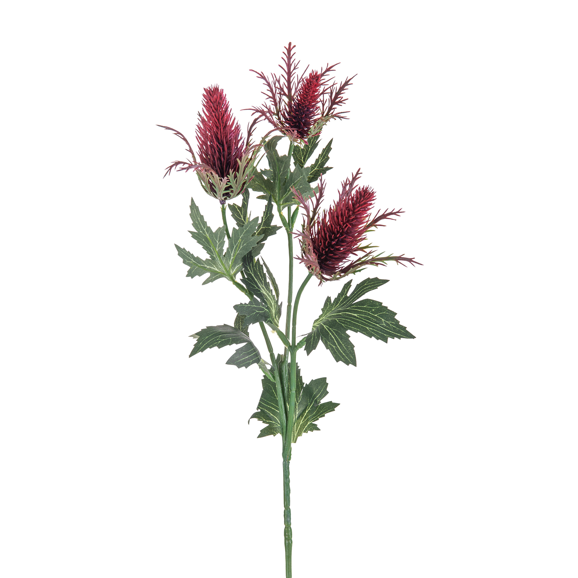 ERINGIUM X 3 68 CM
