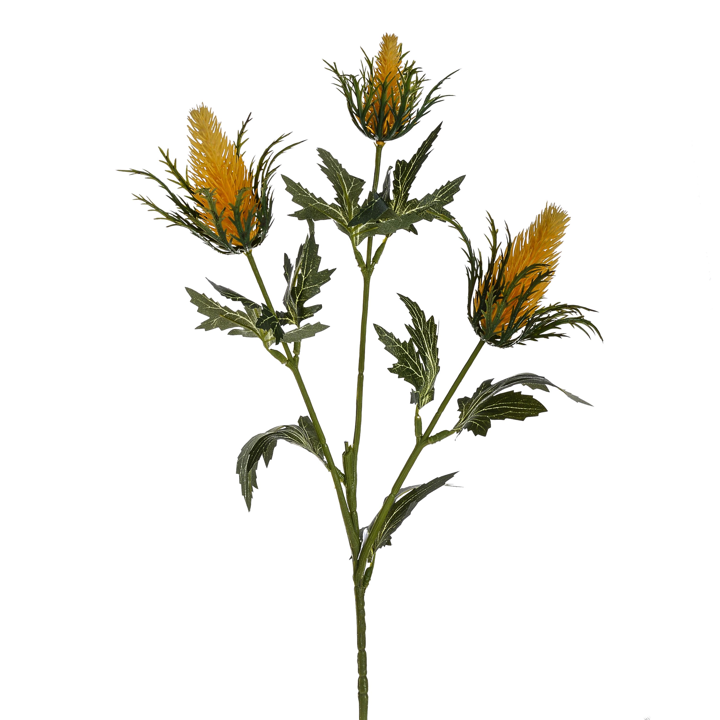 ERINGIUM X 3 68 CM