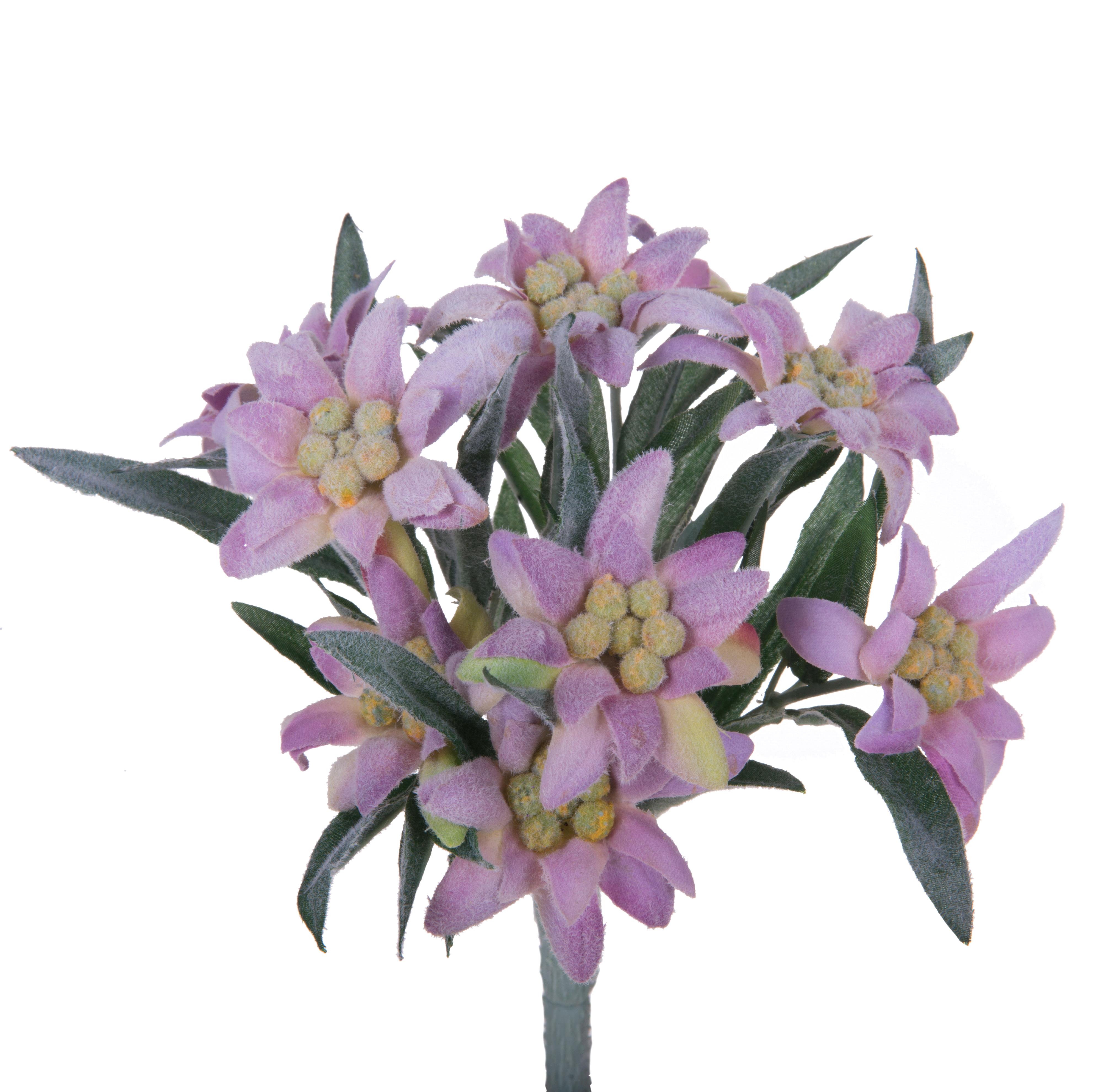 STELLA ALPINA X 9 25 CM