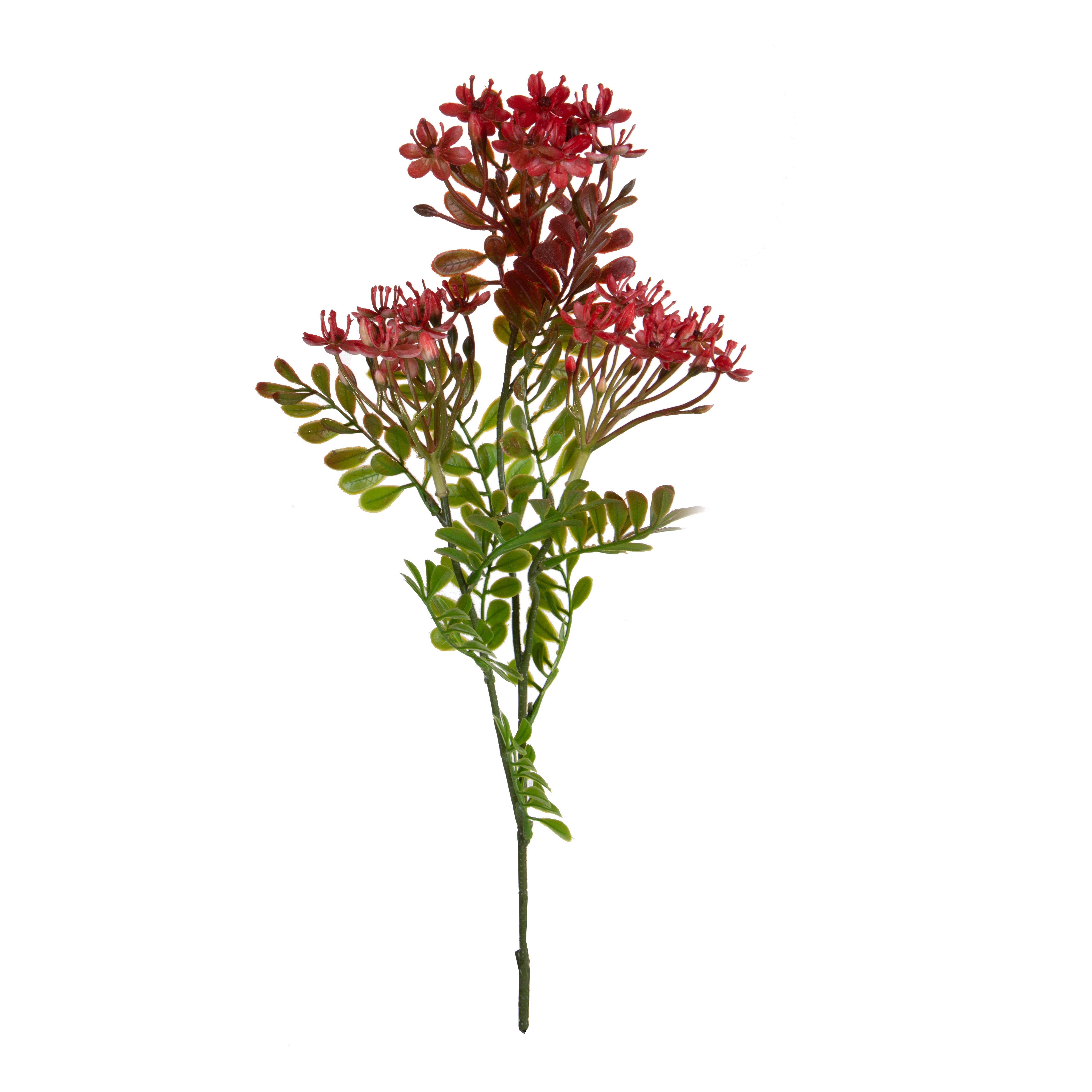 KALANCHOE FIORITA X 3 60 CM