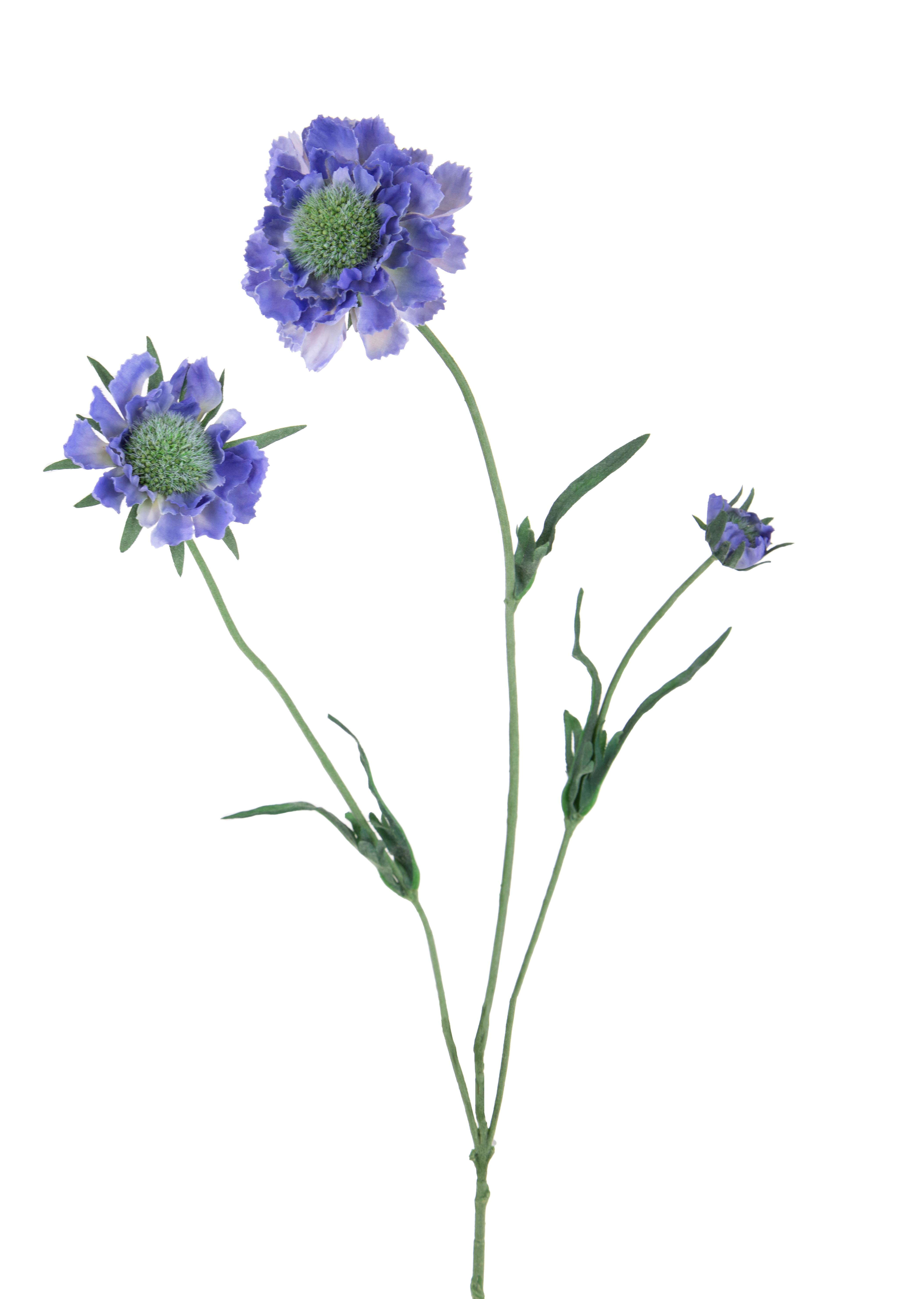 SCABIOSA X 3 H.64 CM