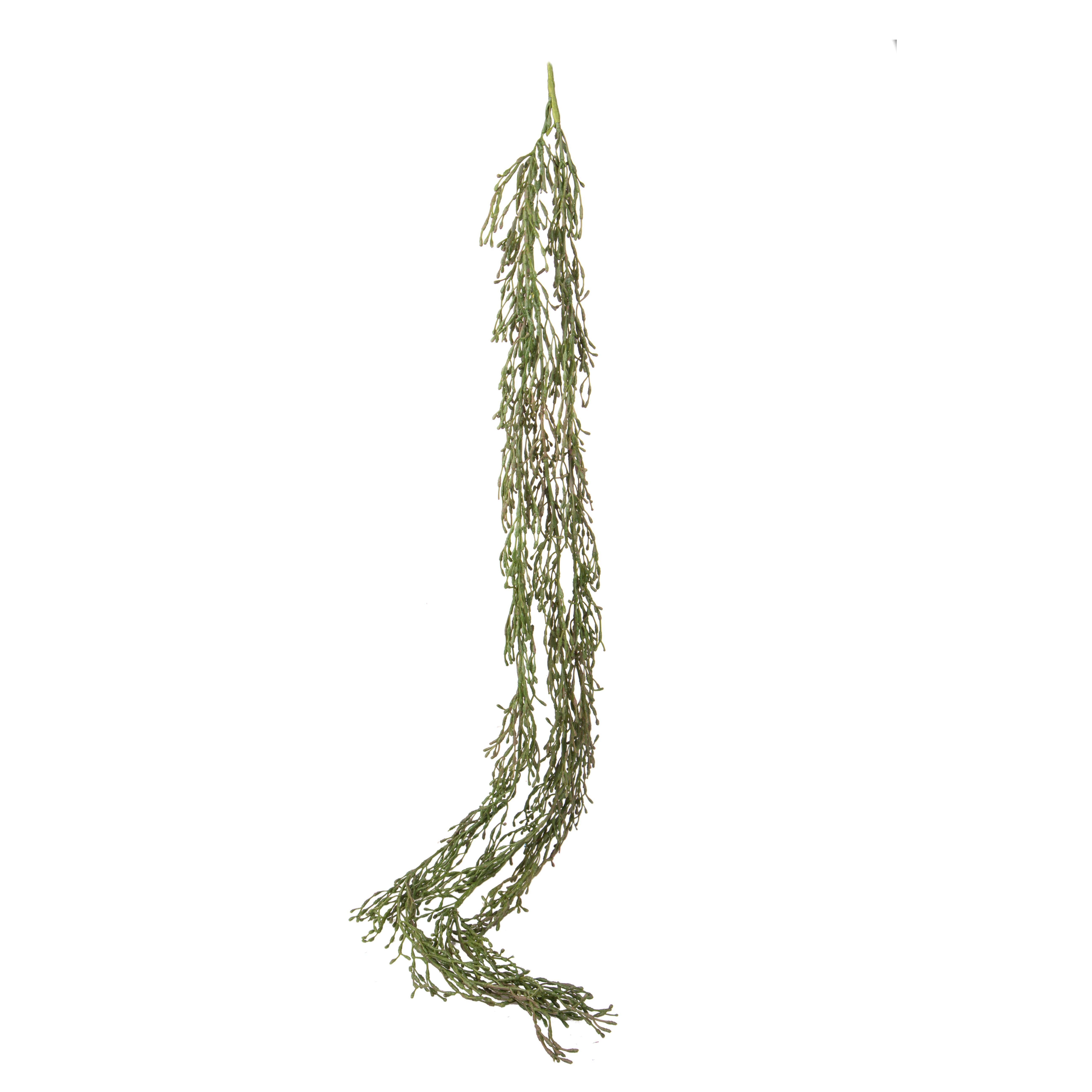 Plantes, Grimpeurs à feuilles persistantes, CADENTE VERDE 135 CM