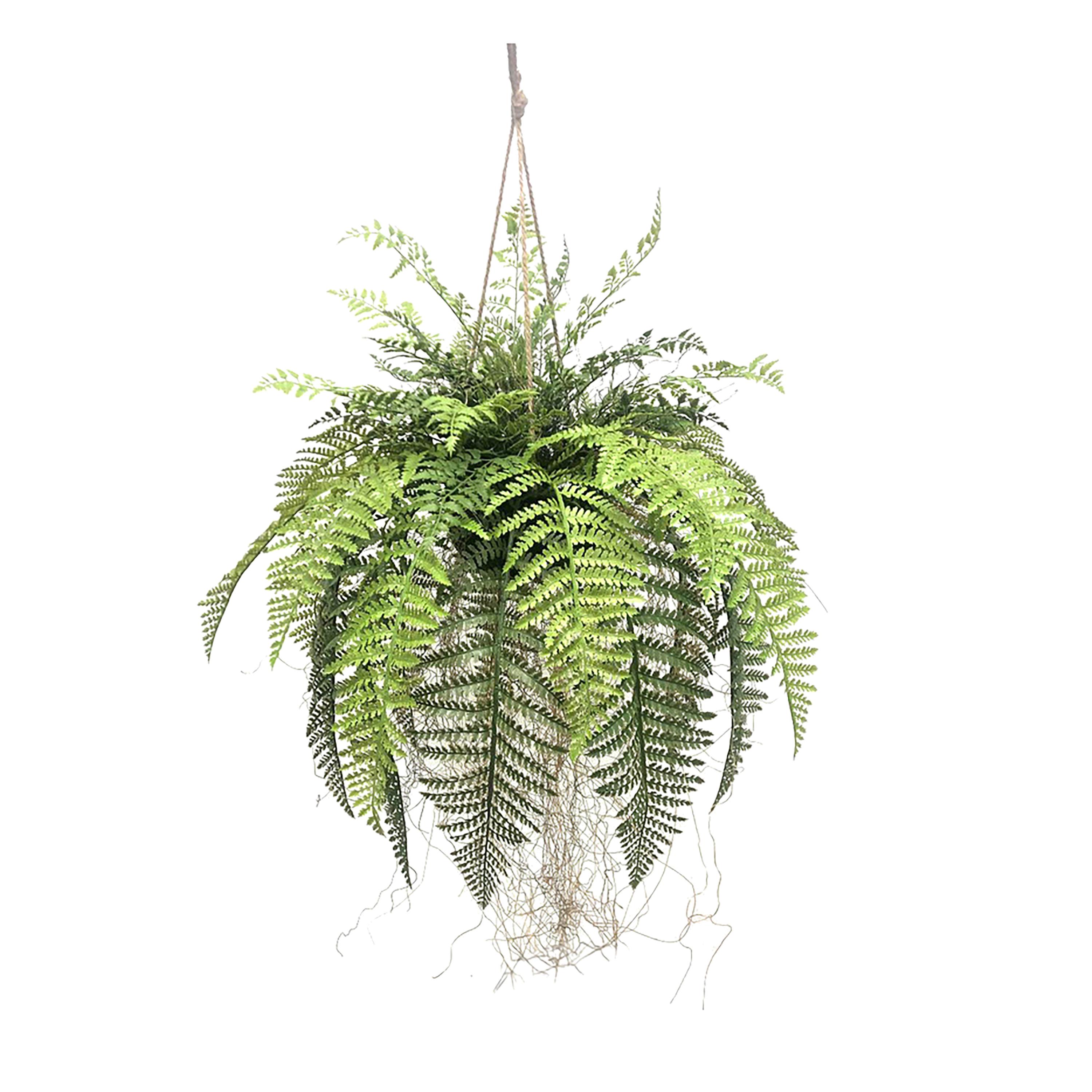 PLANTS, Hanging greenery, FELCE CADENTE C/CESTO 91 CM DA APPENDERE