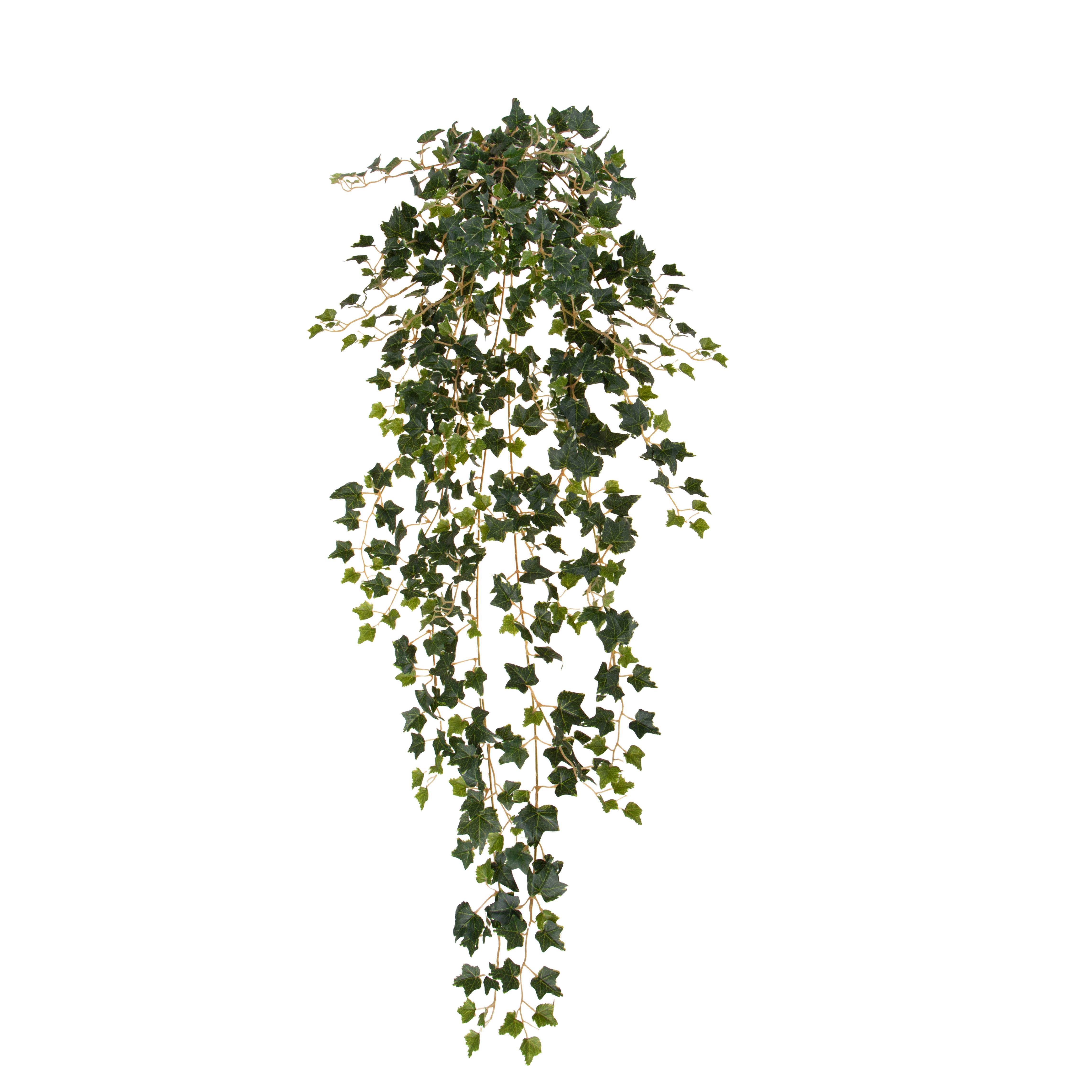 Plantes, Grimpeurs à feuilles persistantes, MINI EDERA 120 CM X 550 FGL 15 RAMI