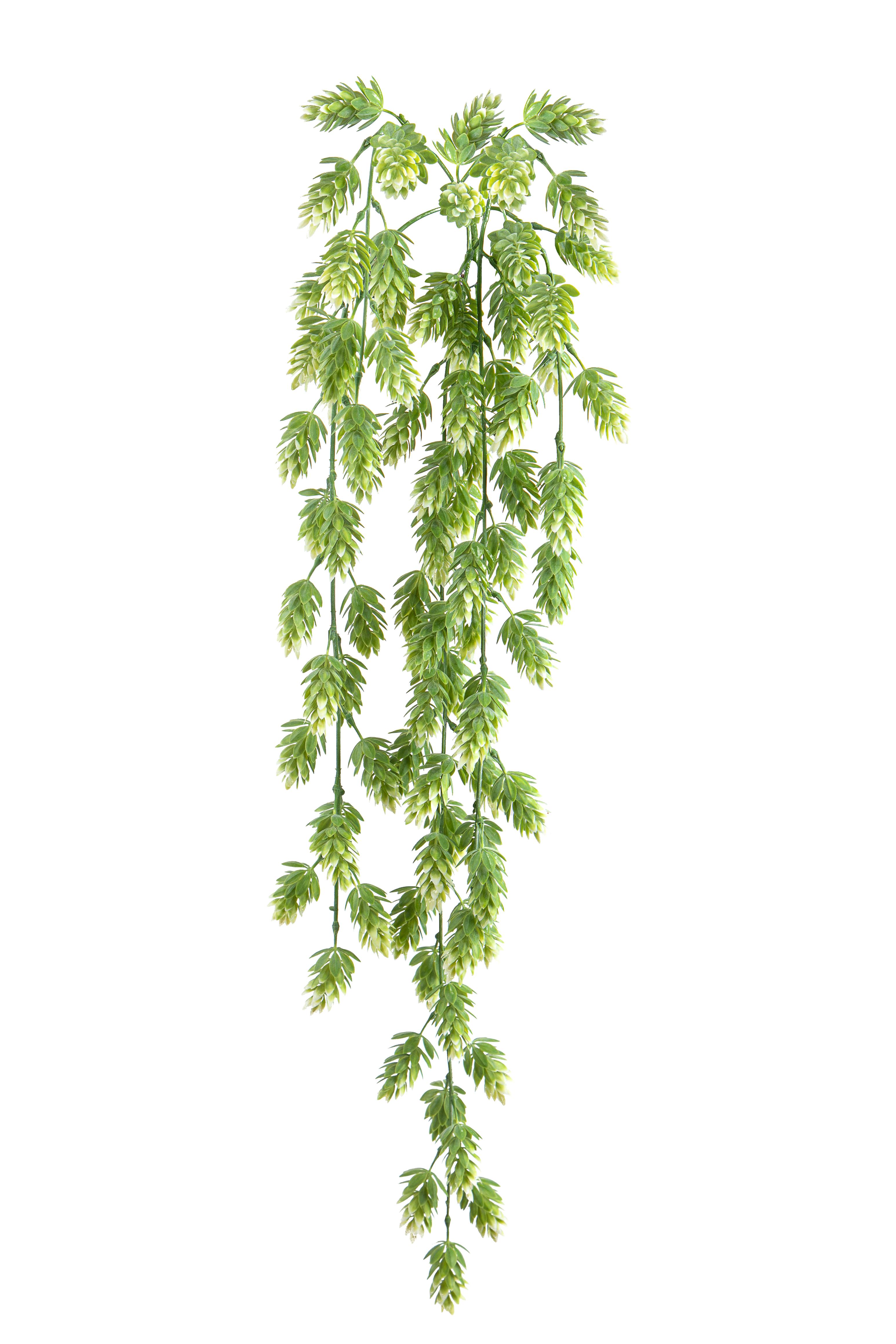 Plantes, Grimpeurs à feuilles persistantes, LUPPOLO CESP.PENDOLO 72 CM
