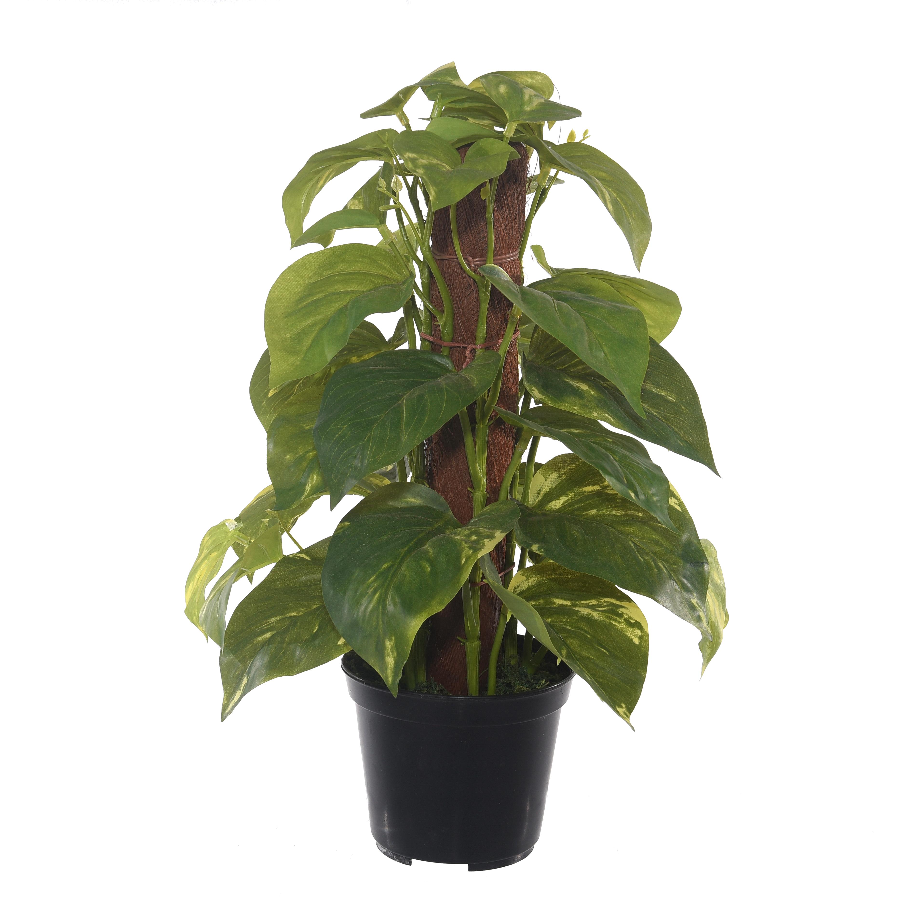 MINI POTHOS S/TRONCO 33 CM 36F