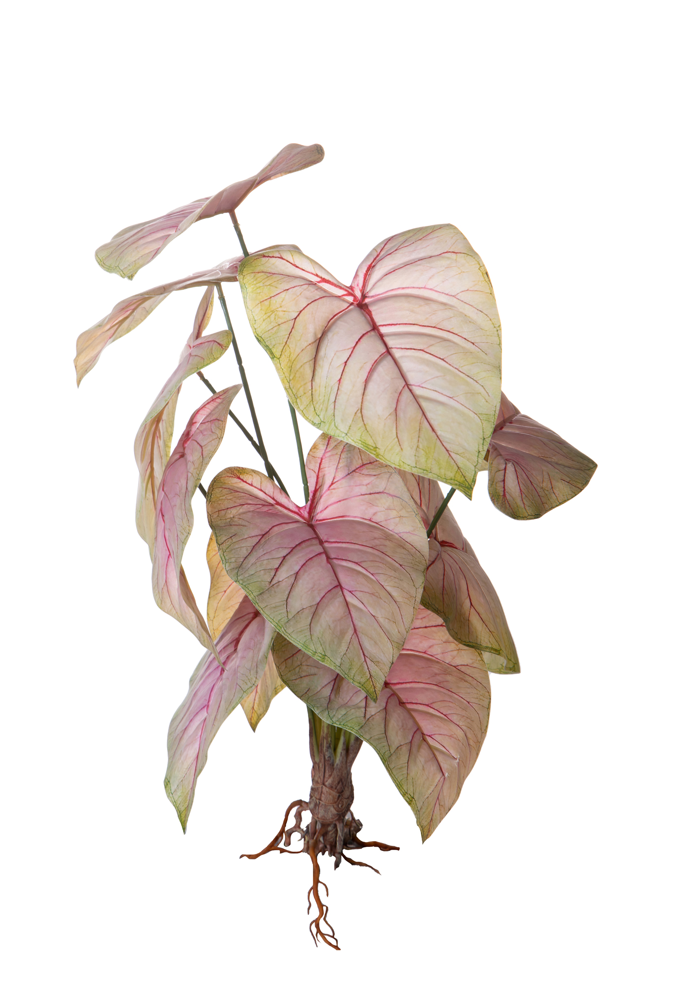 CALADIUM X 12 FOGLIE 50 CM