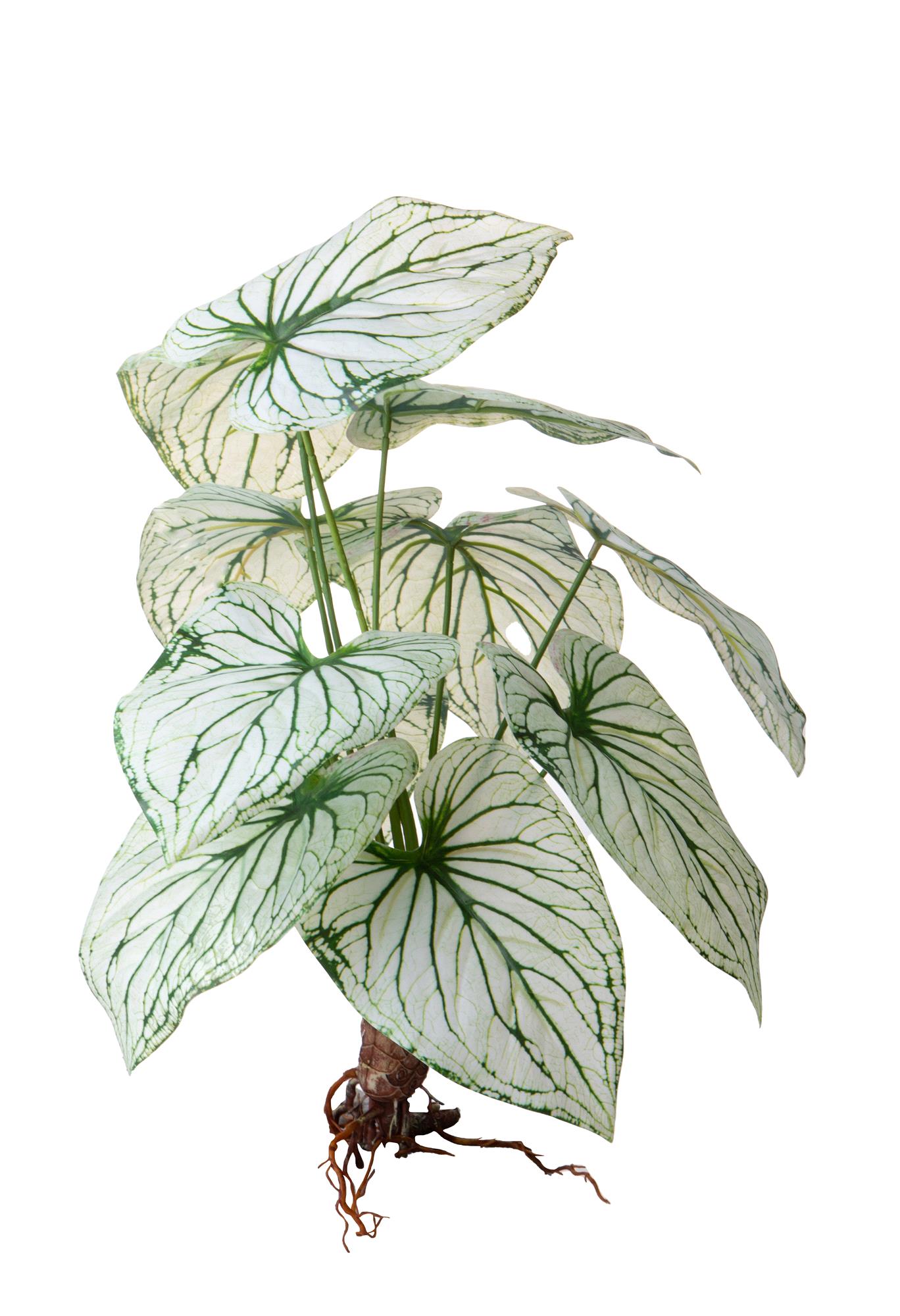 CALADIUM X 12 FOGLIE 50 CM