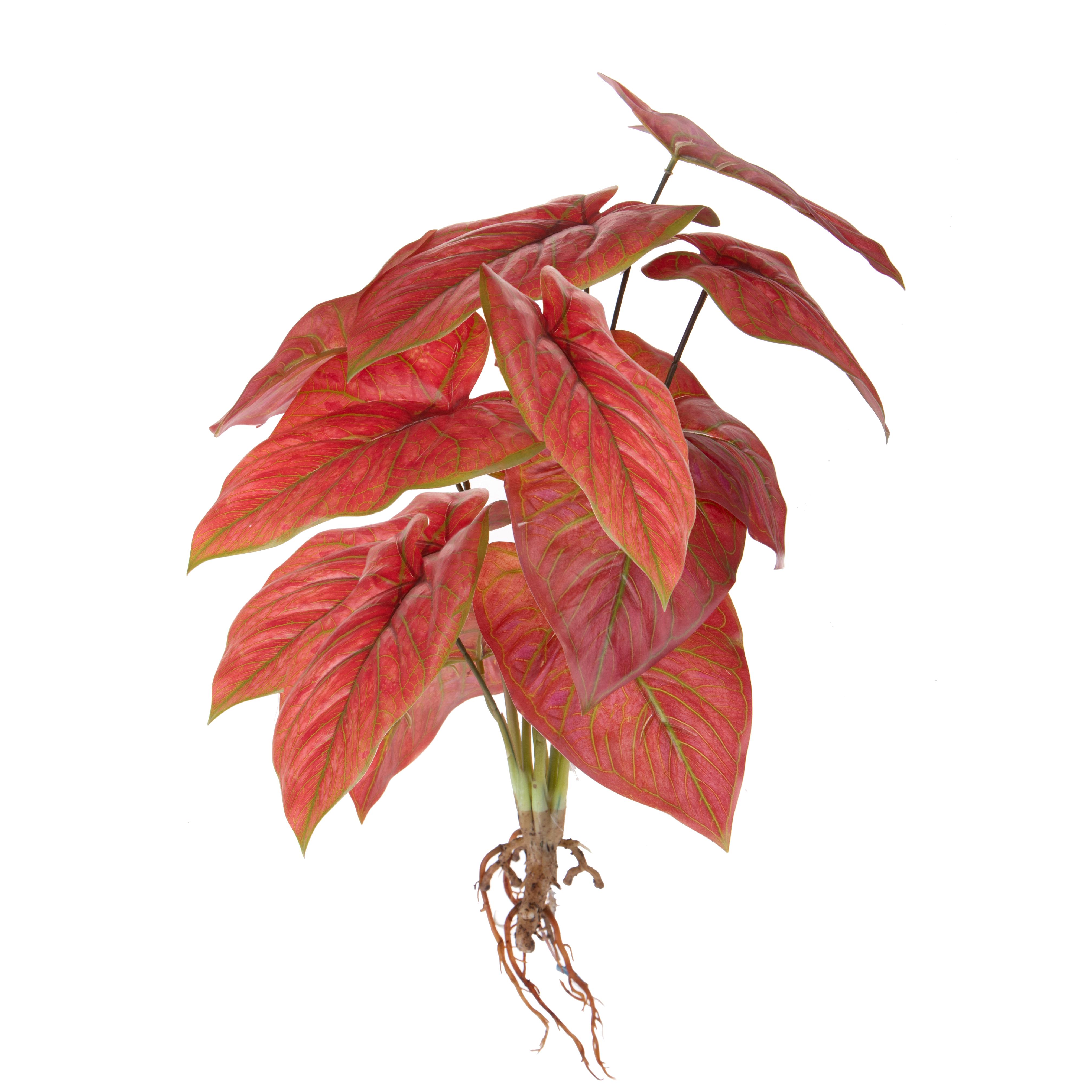 CALADIUM X 12 FOGLIE 50 CM