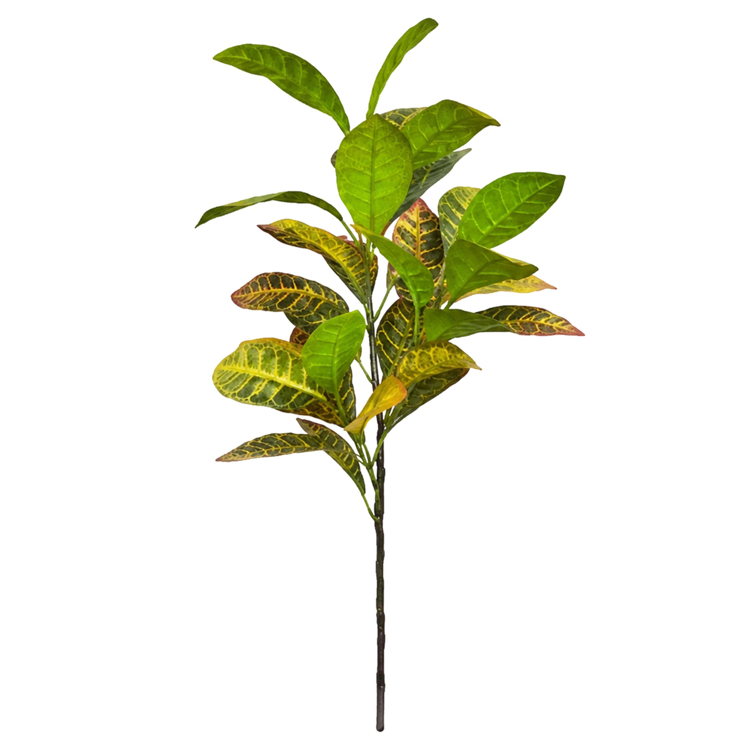 CROTON H.100 CM PIANTA 22 FGL
