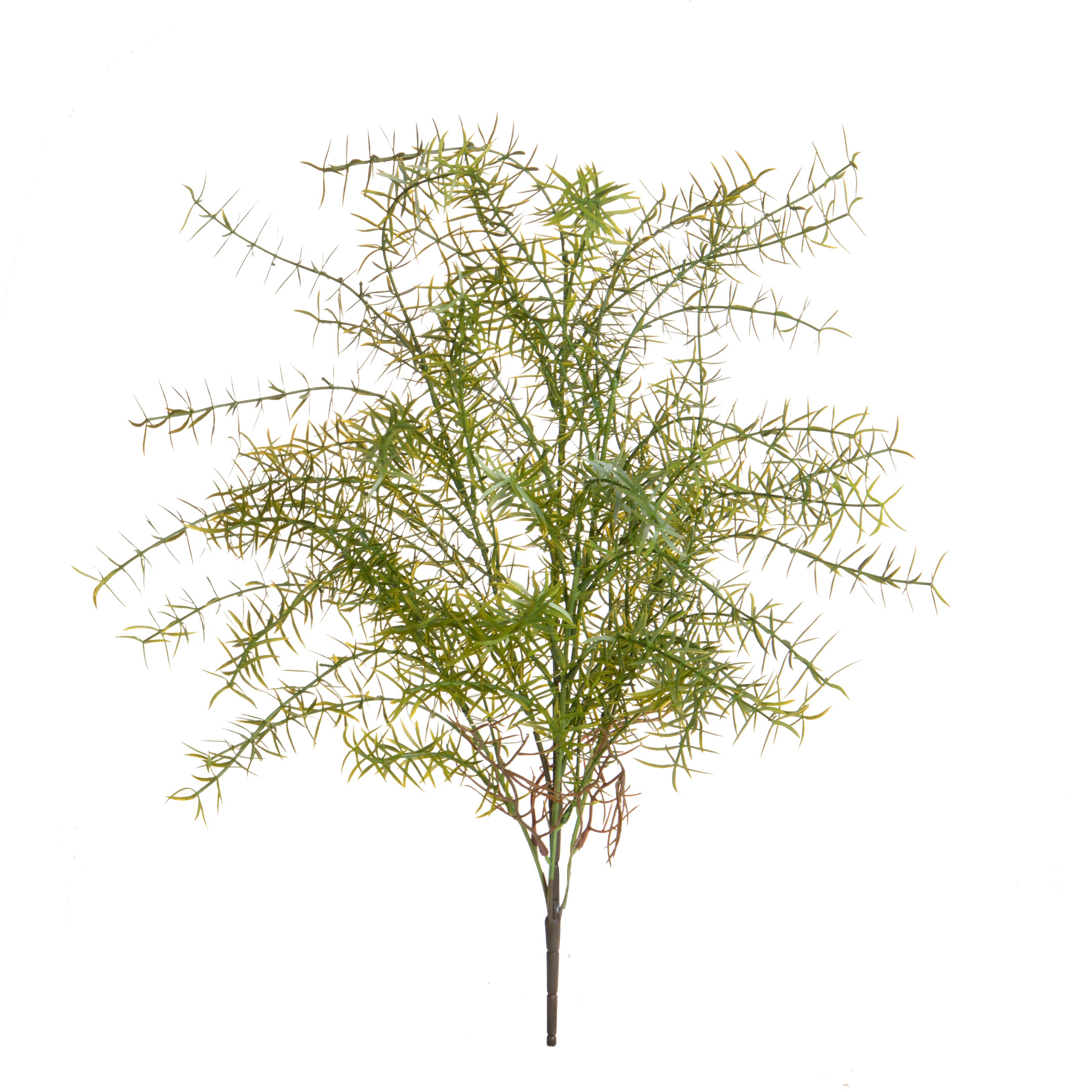 SPRINGERI H.65 CM MAZZO