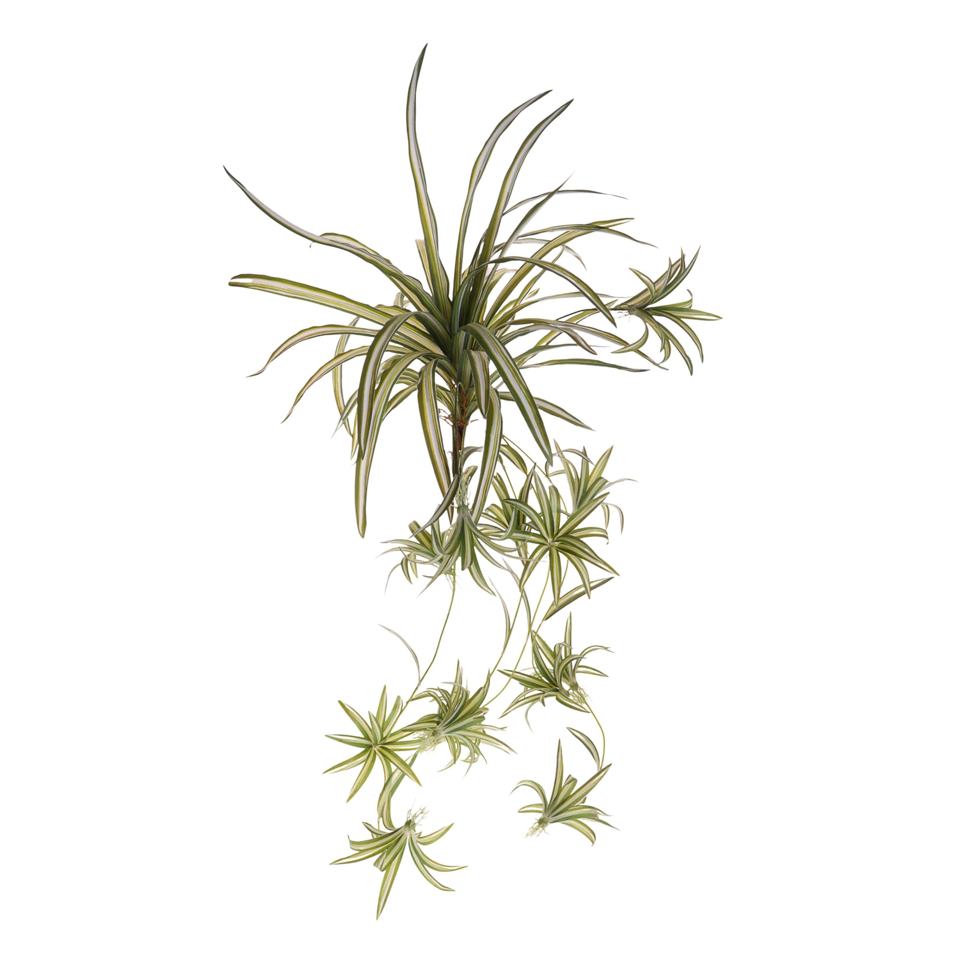 Fleurs artificielles,Bouquets fleuris frontale,PHALANGIUM 88 CM 40 FGL