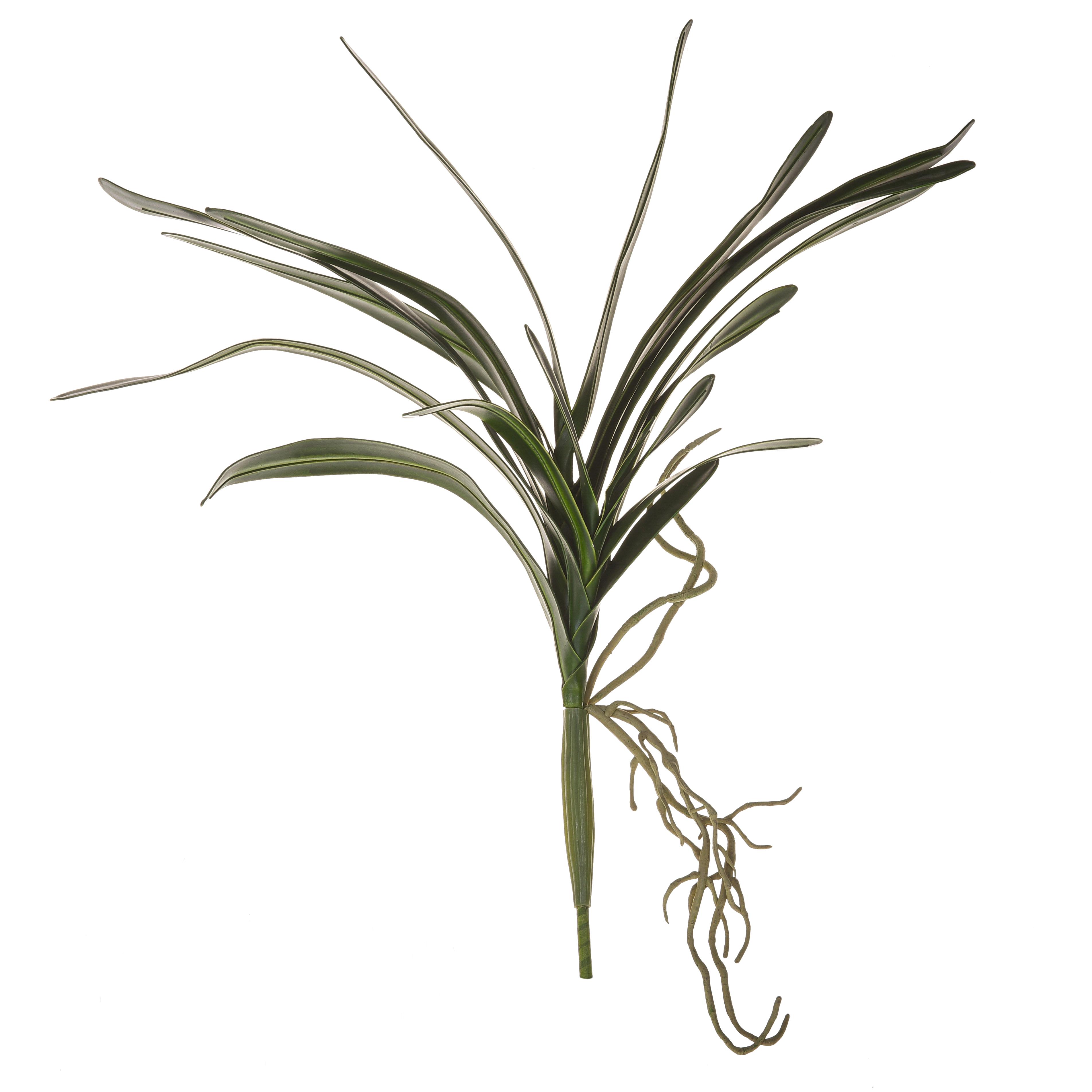 Pflanzen, Grune Girlanden, CYMBIDIUM PIANTA H.69 CM